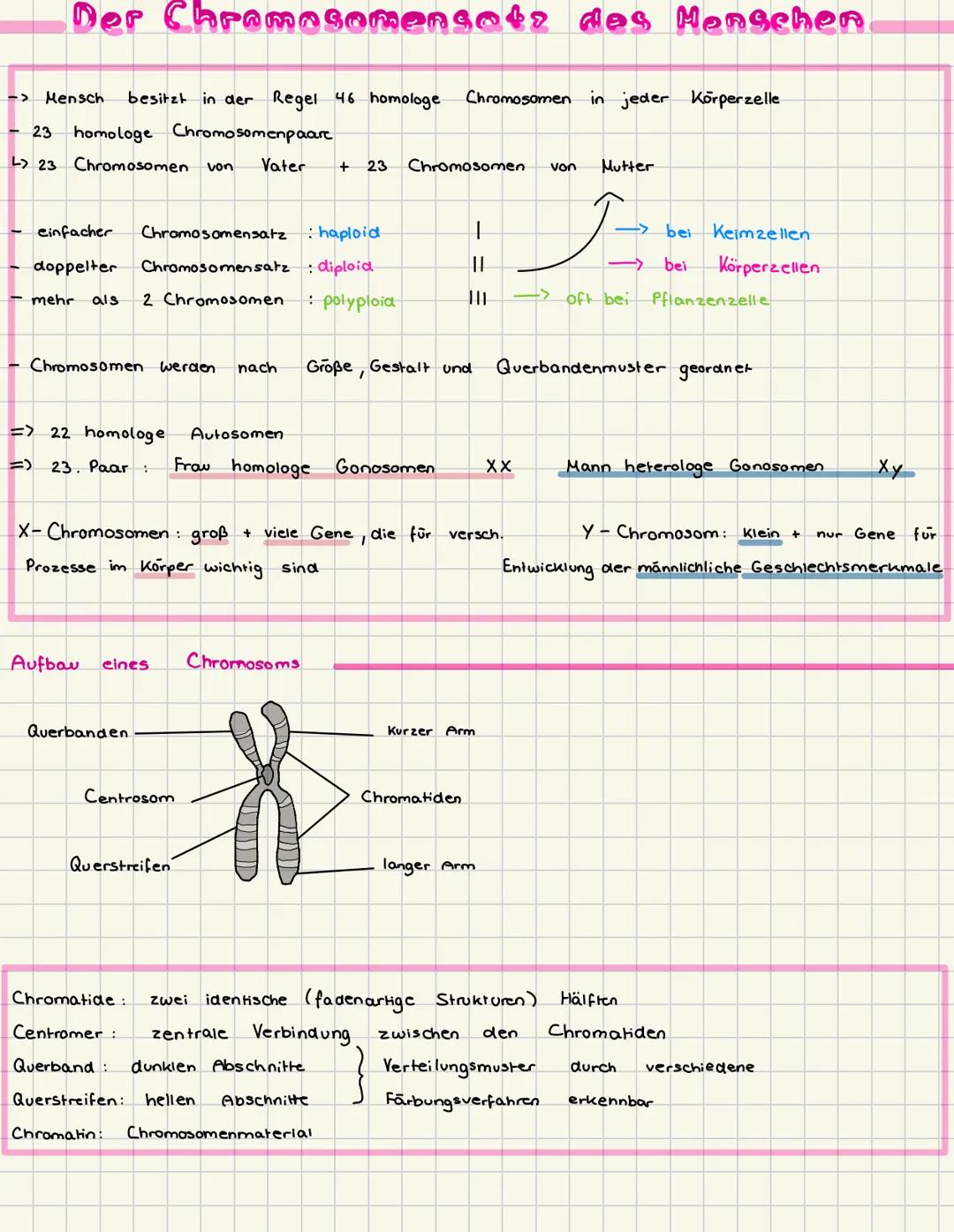 # Der Chromosomensetz des Menschen
-> Mensch besitzt in der Regel 46 homologe Chromosomen in jeder Körperzelle
- 23 homologe Chromosomenpa