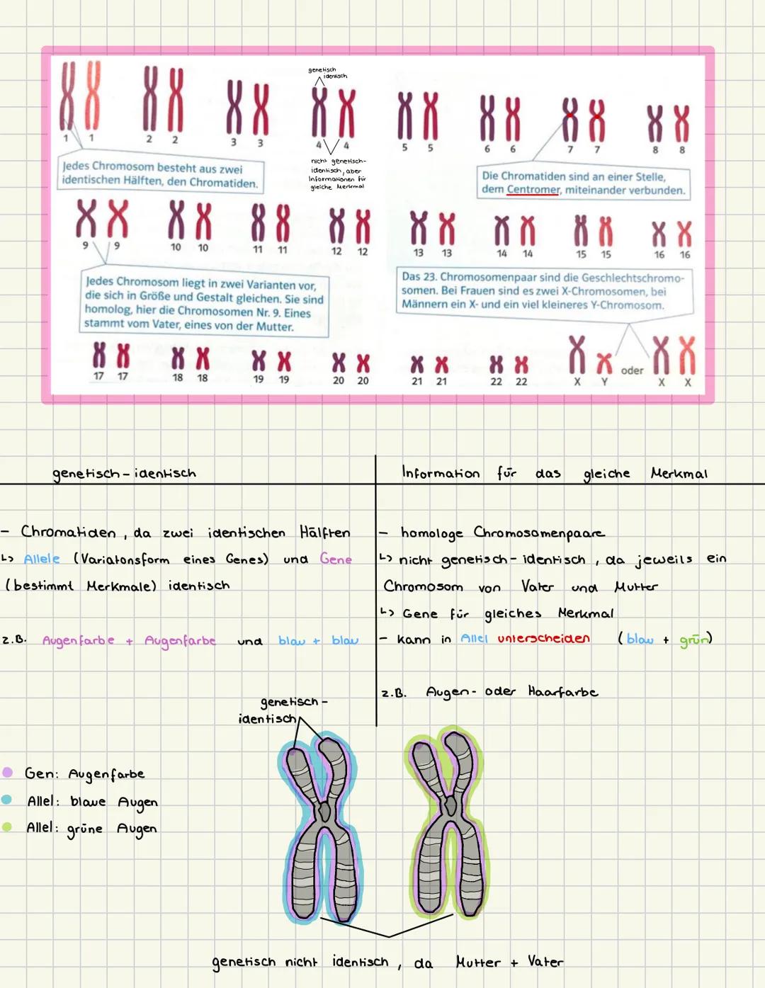 # Der Chromosomensetz des Menschen
-> Mensch besitzt in der Regel 46 homologe Chromosomen in jeder Körperzelle
- 23 homologe Chromosomenpa