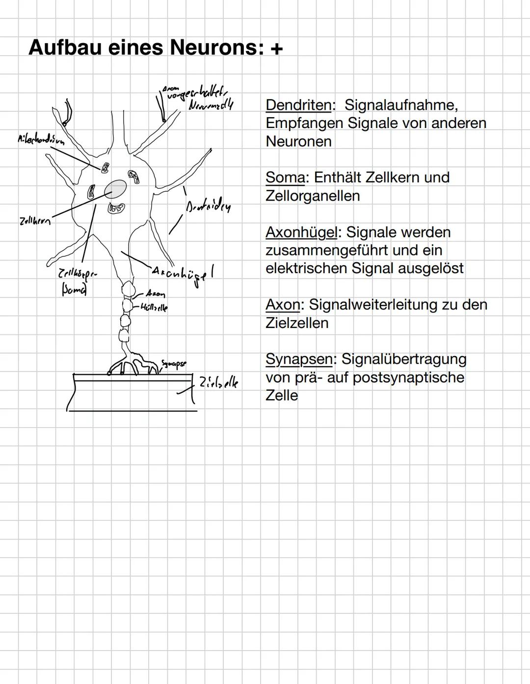 G
O
O
O
D
D --- OCR Start ---
Inhaltsbereich QP 4-Informationsverarbeitung in Lebewesen
4.1. Reize lösen in Sinneszellen Erregung aus.