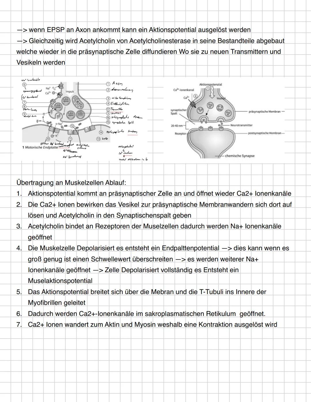 G
O
O
O
D
D --- OCR Start ---
Inhaltsbereich QP 4-Informationsverarbeitung in Lebewesen
4.1. Reize lösen in Sinneszellen Erregung aus.