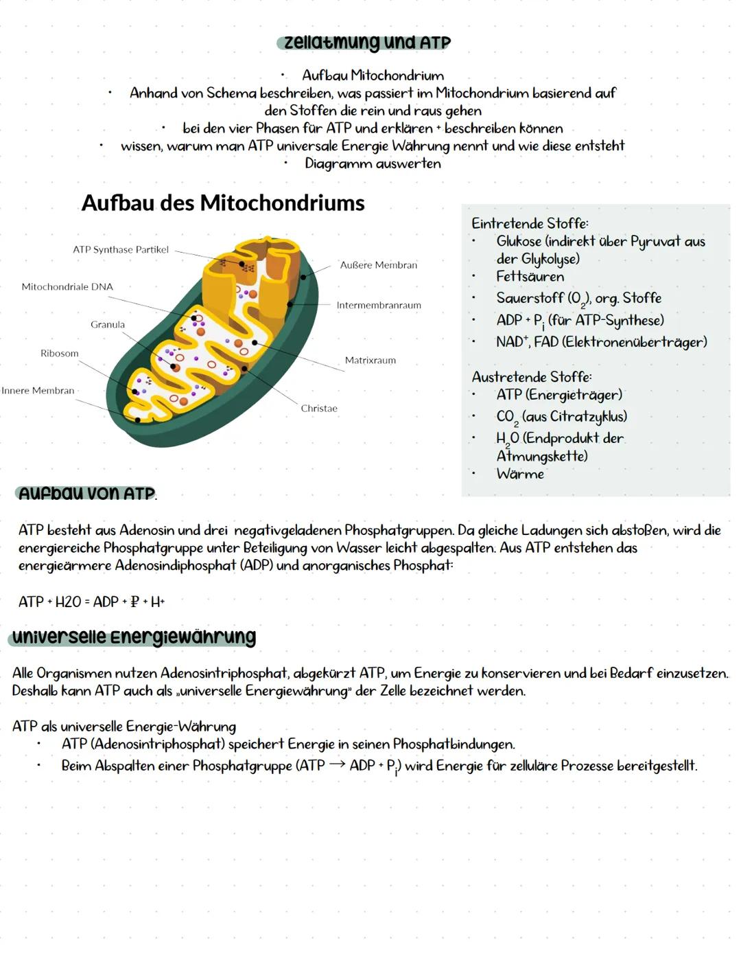 --- OCR Start ---
zellatmung und ATP
Aufbau Mitochondrium
Anhand von Schema beschreiben, was passiert im Mitochondrium basierend auf
den Sto