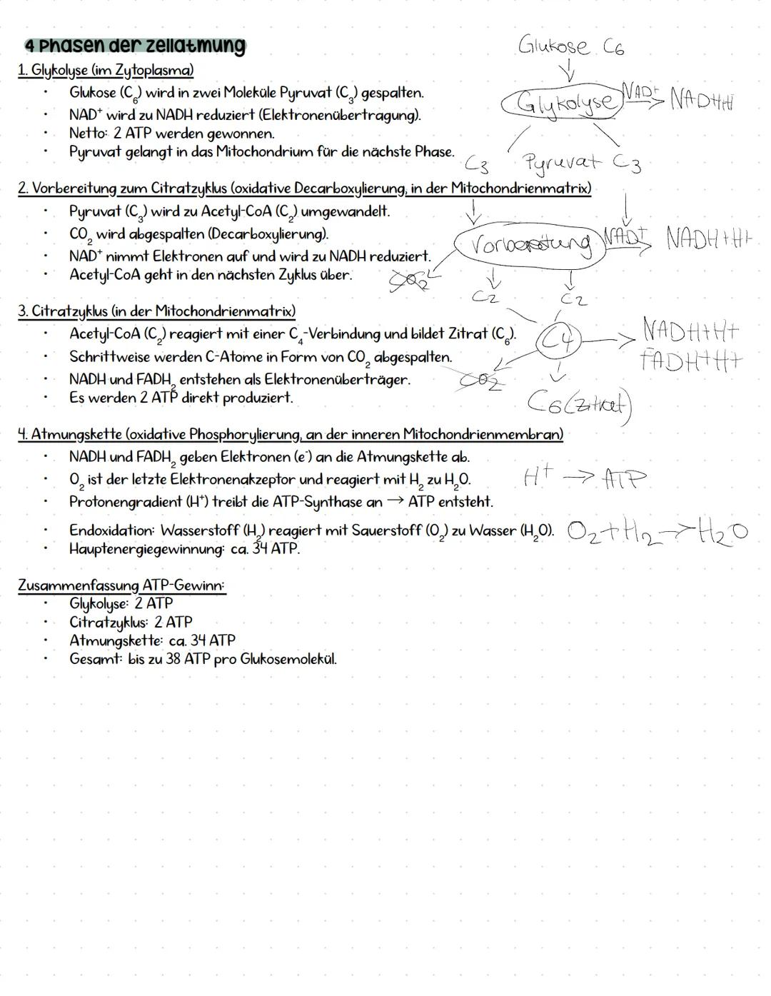 --- OCR Start ---
zellatmung und ATP
Aufbau Mitochondrium
Anhand von Schema beschreiben, was passiert im Mitochondrium basierend auf
den Sto