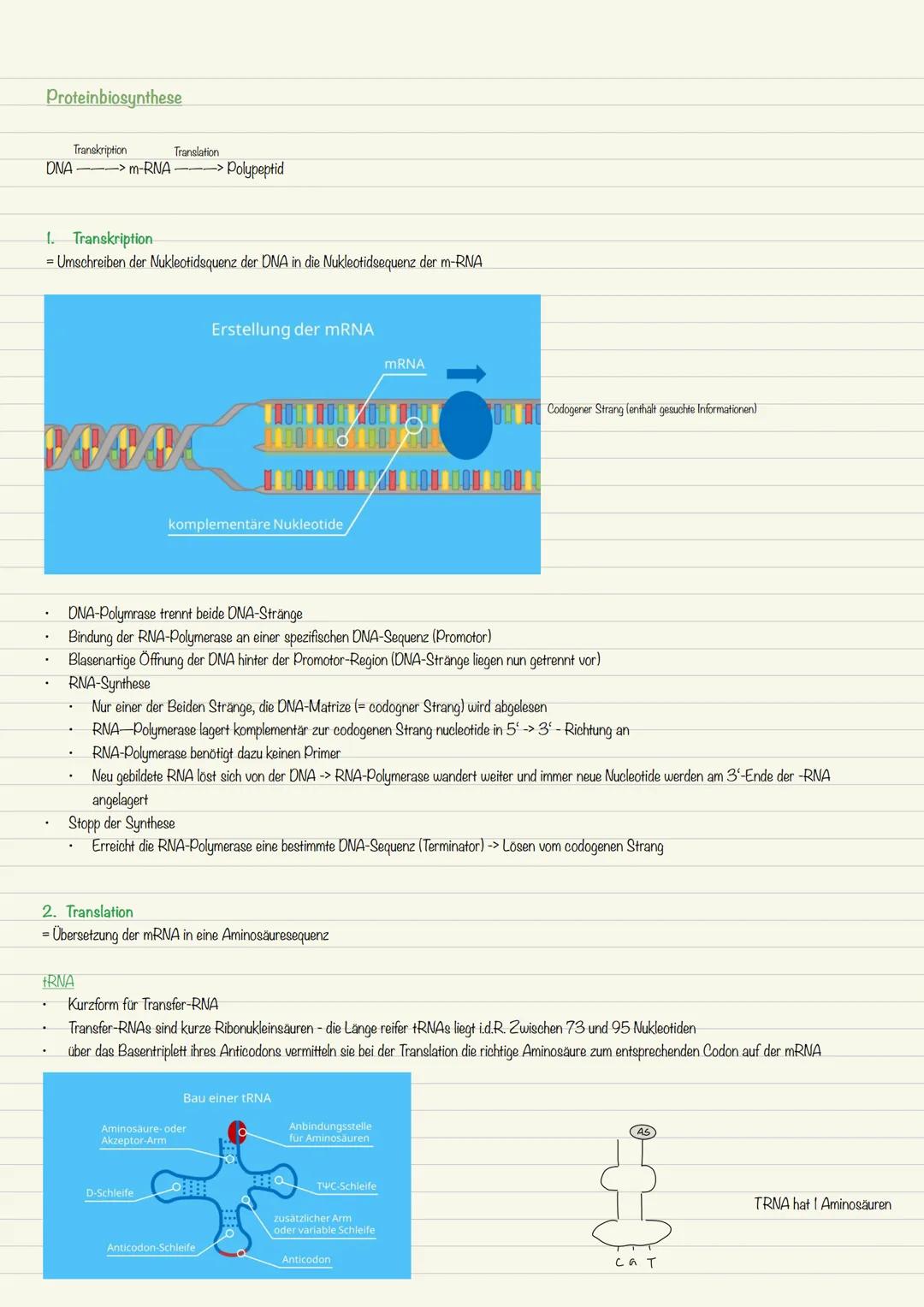 Proteinbiosynthese