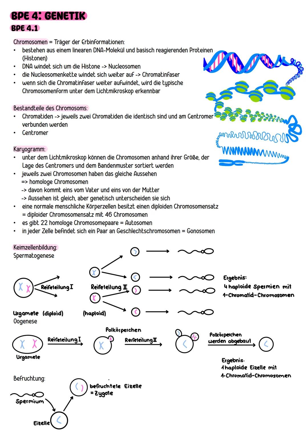 --- OCR Start ---
BPE 4: GENETIK
ΒΡΕ 4.1
Chromosomen = Träger der Erbinformationen:
bestehen aus einem linearen DNA-Molekül und basisch reag