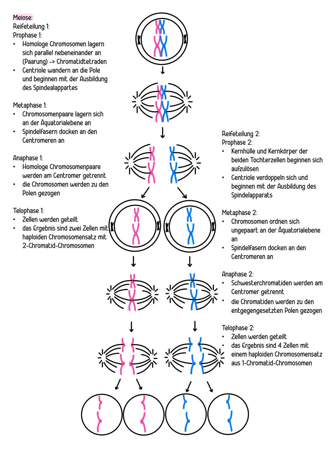 --- OCR Start ---
BPE 4: GENETIK
ΒΡΕ 4.1
Chromosomen = Träger der Erbinformationen:
bestehen aus einem linearen DNA-Molekül und basisch reag