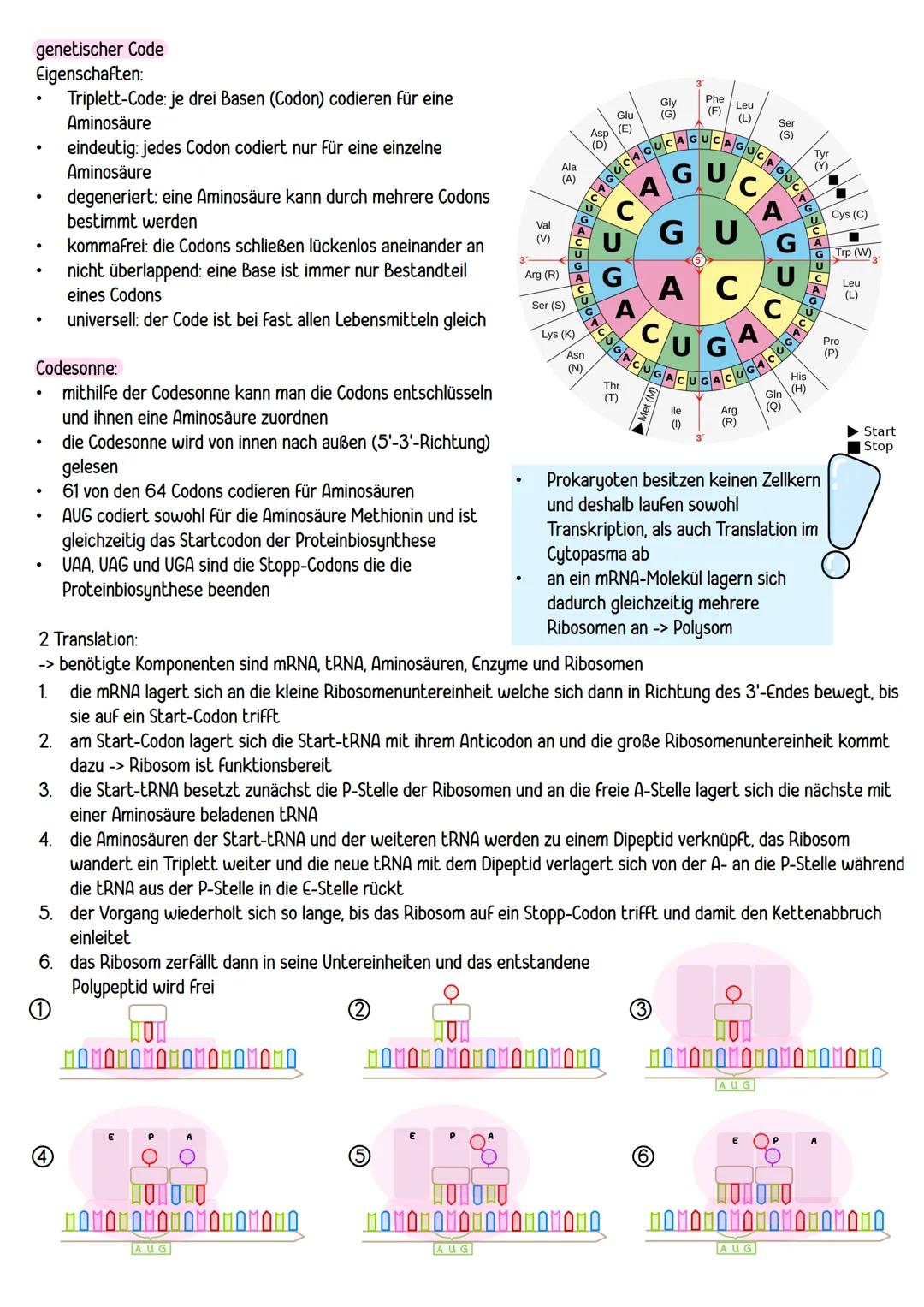 --- OCR Start ---
BPE 4: GENETIK
ΒΡΕ 4.1
Chromosomen = Träger der Erbinformationen:
bestehen aus einem linearen DNA-Molekül und basisch reag