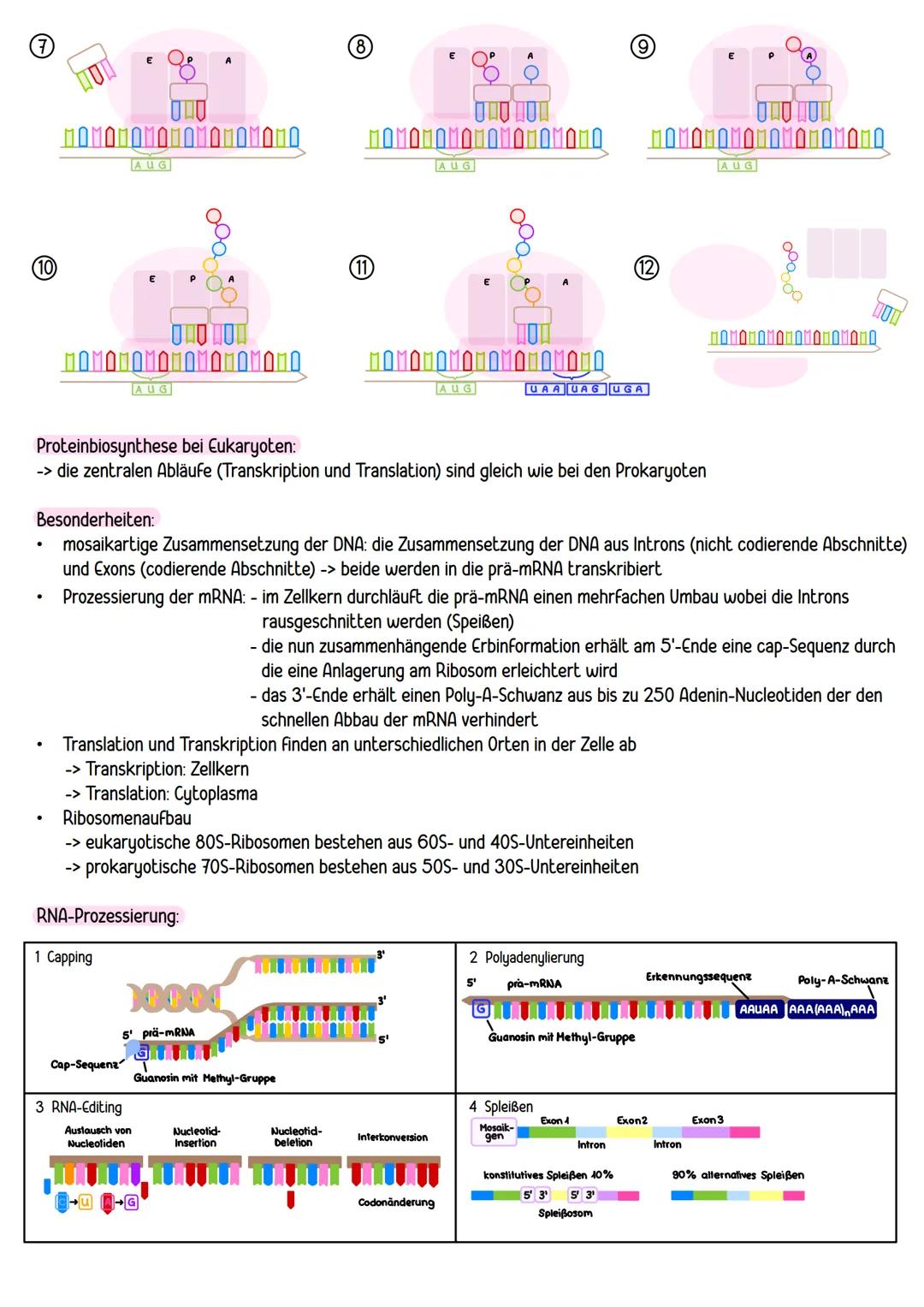 --- OCR Start ---
BPE 4: GENETIK
ΒΡΕ 4.1
Chromosomen = Träger der Erbinformationen:
bestehen aus einem linearen DNA-Molekül und basisch reag