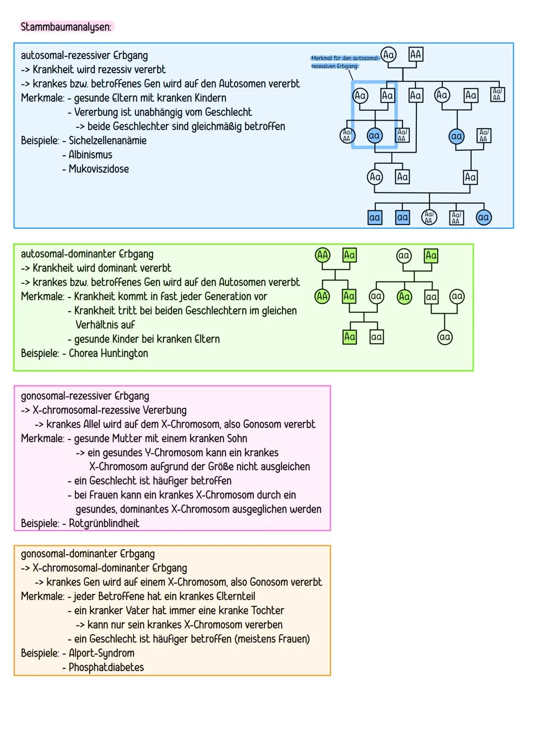 --- OCR Start ---
BPE 4: GENETIK
ΒΡΕ 4.1
Chromosomen = Träger der Erbinformationen:
bestehen aus einem linearen DNA-Molekül und basisch reag