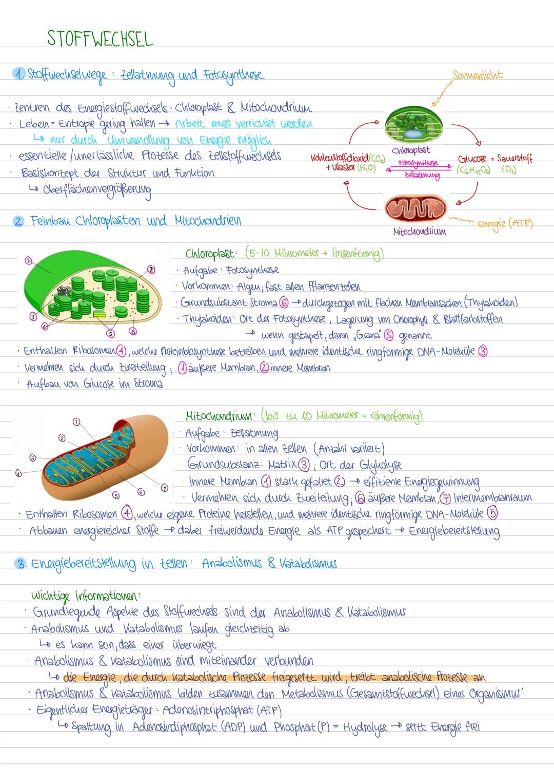 --- OCR Start ---
STOFFWECHSEL
1. Stoffwechselwege zellatmung und Fotosynthese
Zentren des Energiestoffwechsels: Chloroplast & Mitochondrium