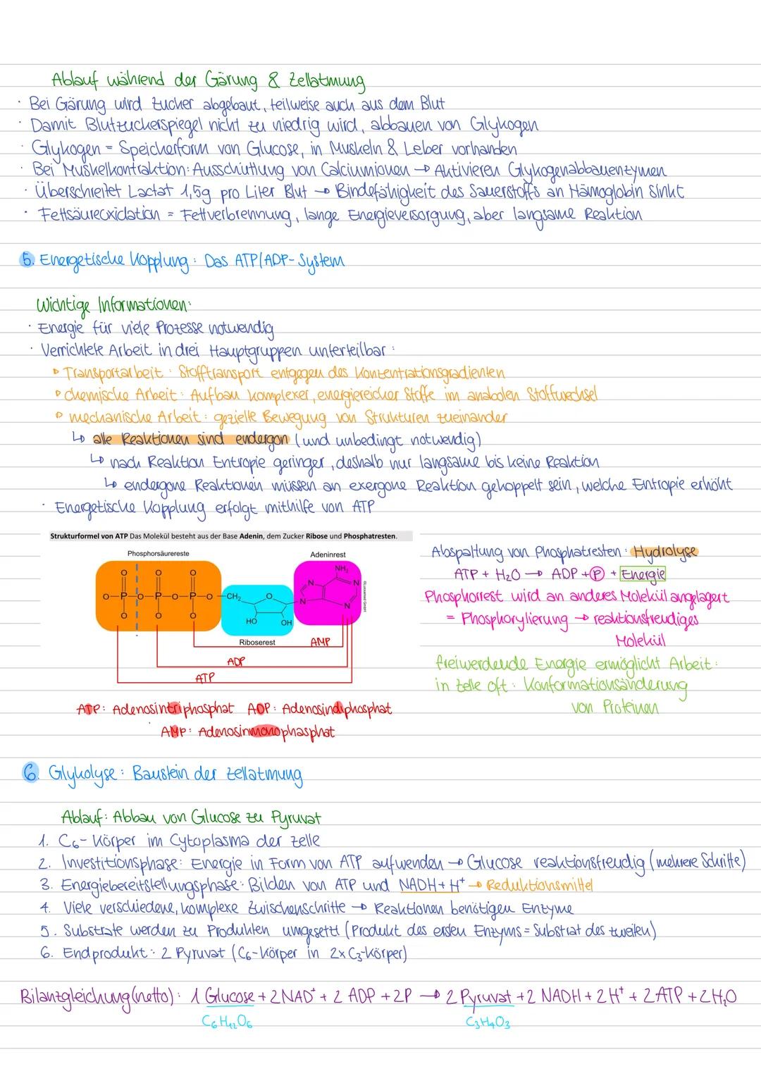--- OCR Start ---
STOFFWECHSEL
1. Stoffwechselwege zellatmung und Fotosynthese
Zentren des Energiestoffwechsels: Chloroplast & Mitochondrium