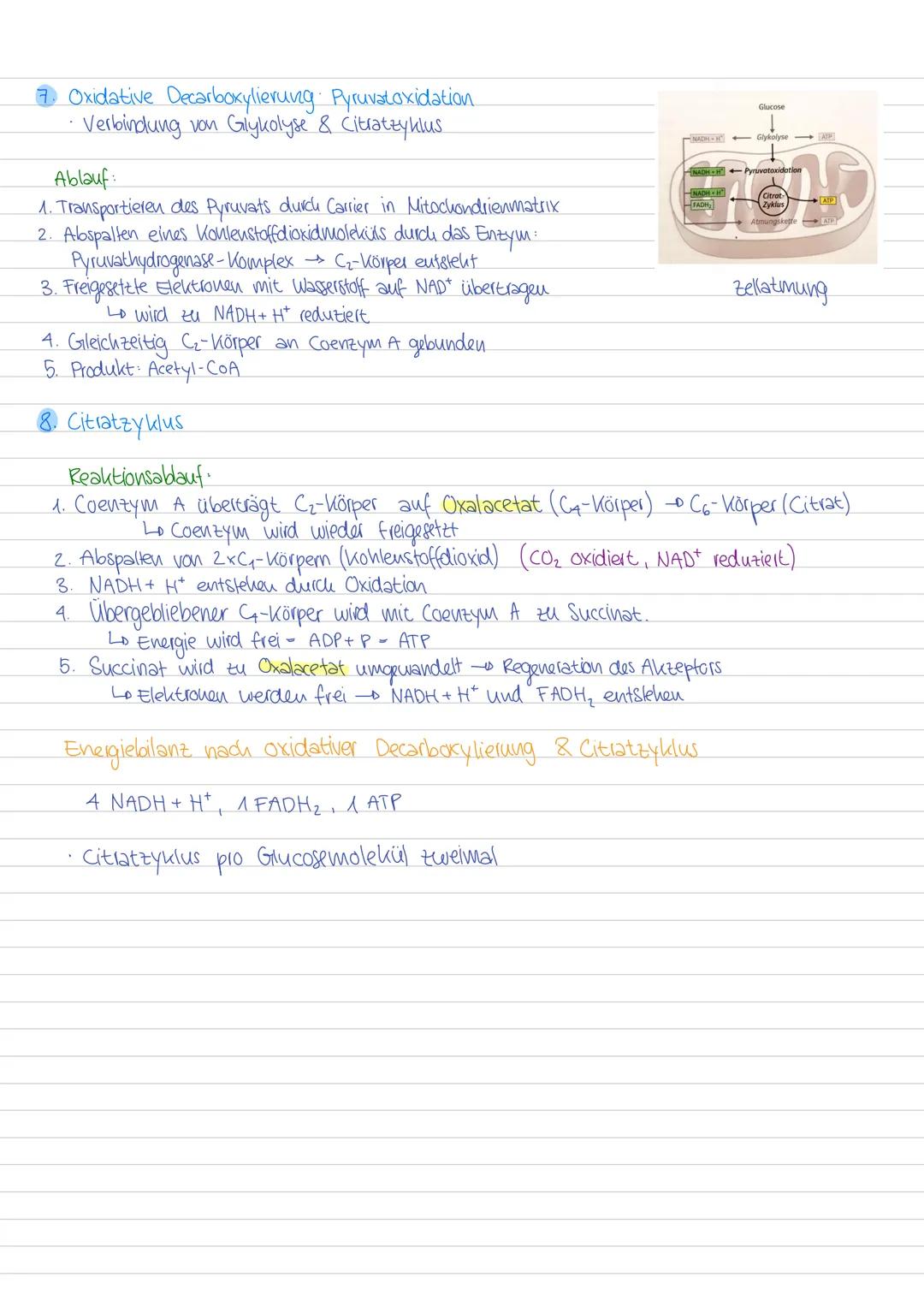 --- OCR Start ---
STOFFWECHSEL
1. Stoffwechselwege zellatmung und Fotosynthese
Zentren des Energiestoffwechsels: Chloroplast & Mitochondrium