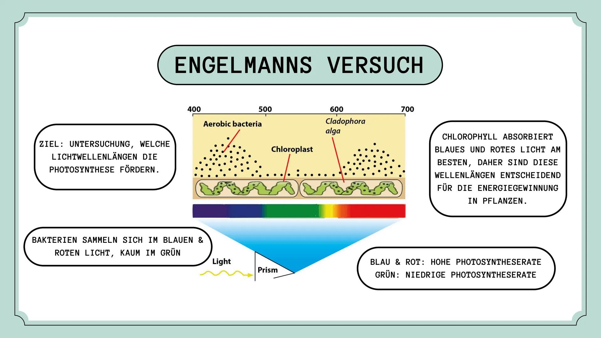 Der aufbauende und abbauende Stoffwechsel
STOFFWECHSEL-
PHYSIOLOGIE
Oxygen
(02)
Carbon
Dioxide
(CO2) # Agenda
01
Stoffwechsel
02
Stofftran