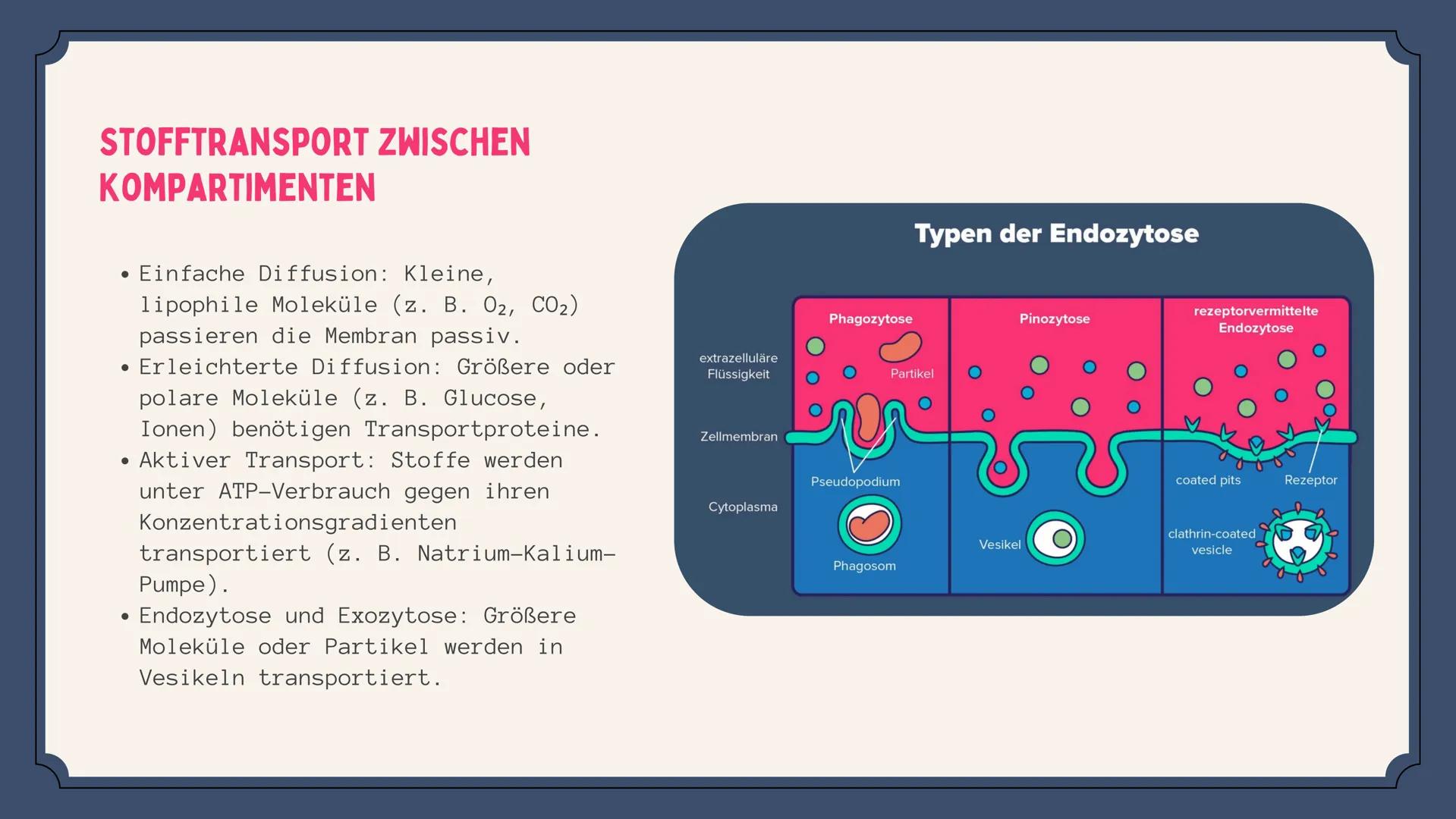 Der aufbauende und abbauende Stoffwechsel
STOFFWECHSEL-
PHYSIOLOGIE
Oxygen
(02)
Carbon
Dioxide
(CO2) # Agenda
01
Stoffwechsel
02
Stofftran