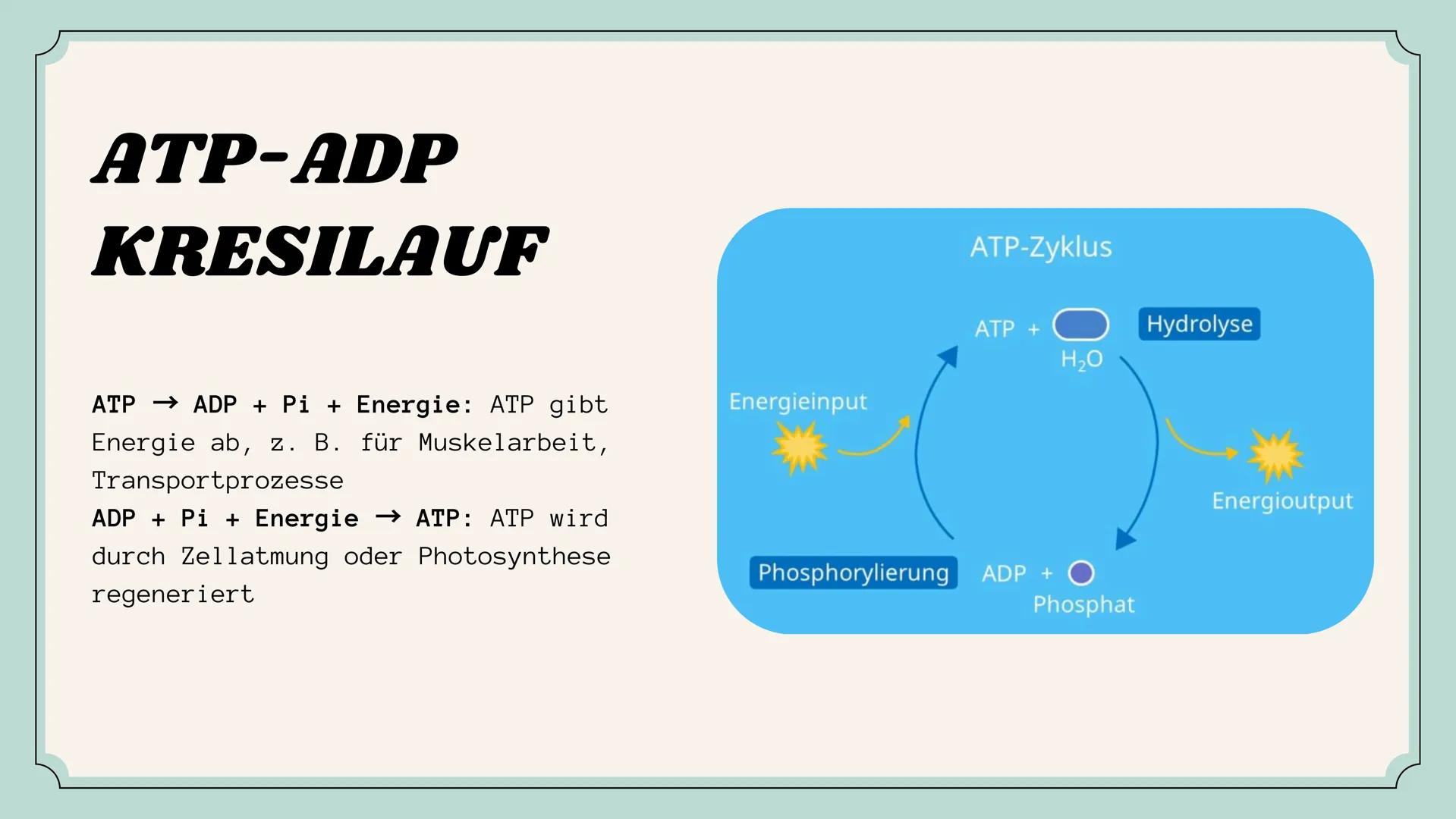 Der aufbauende und abbauende Stoffwechsel
STOFFWECHSEL-
PHYSIOLOGIE
Oxygen
(02)
Carbon
Dioxide
(CO2) # Agenda
01
Stoffwechsel
02
Stofftran