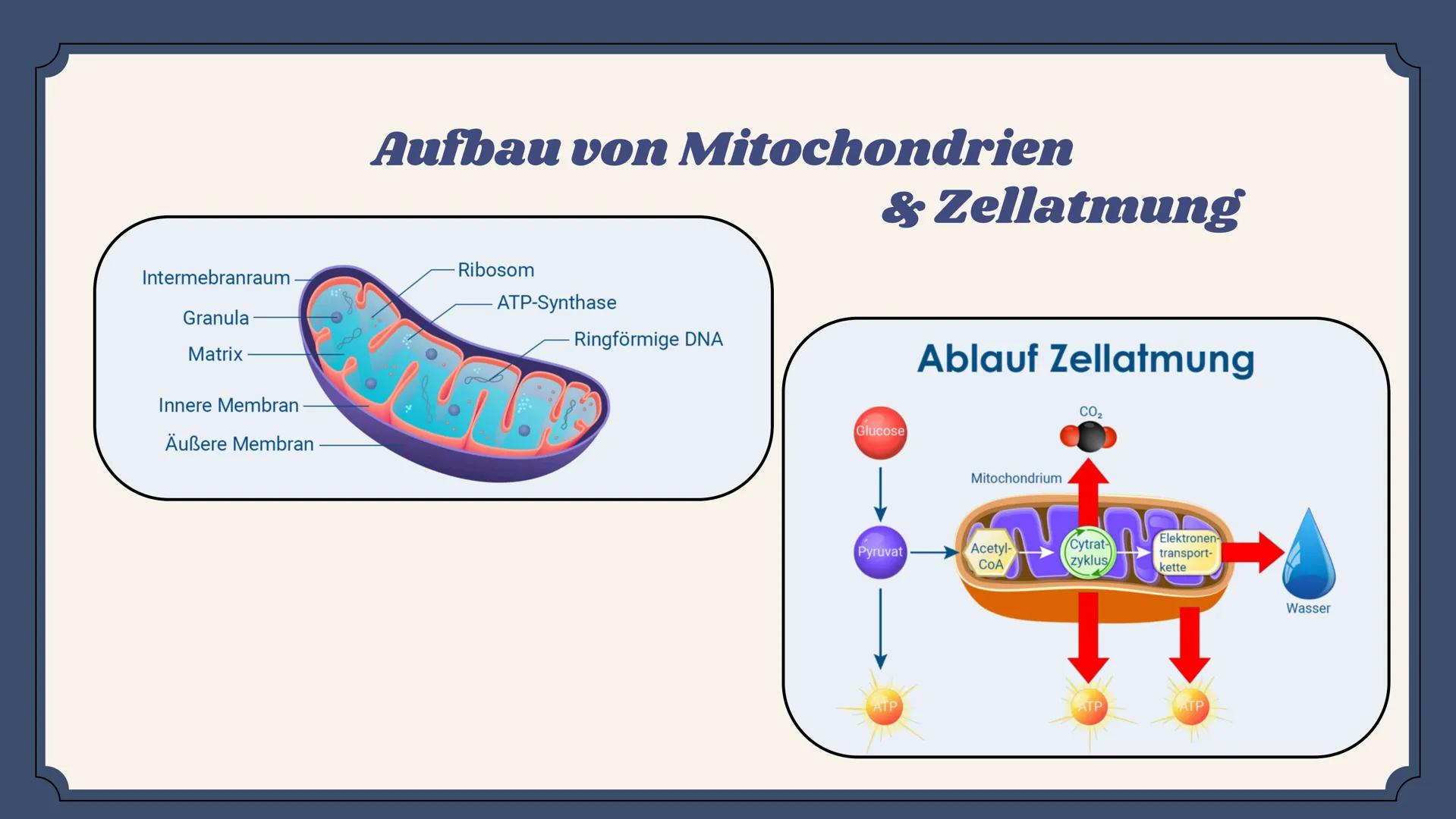 Der aufbauende und abbauende Stoffwechsel
STOFFWECHSEL-
PHYSIOLOGIE
Oxygen
(02)
Carbon
Dioxide
(CO2) # Agenda
01
Stoffwechsel
02
Stofftran