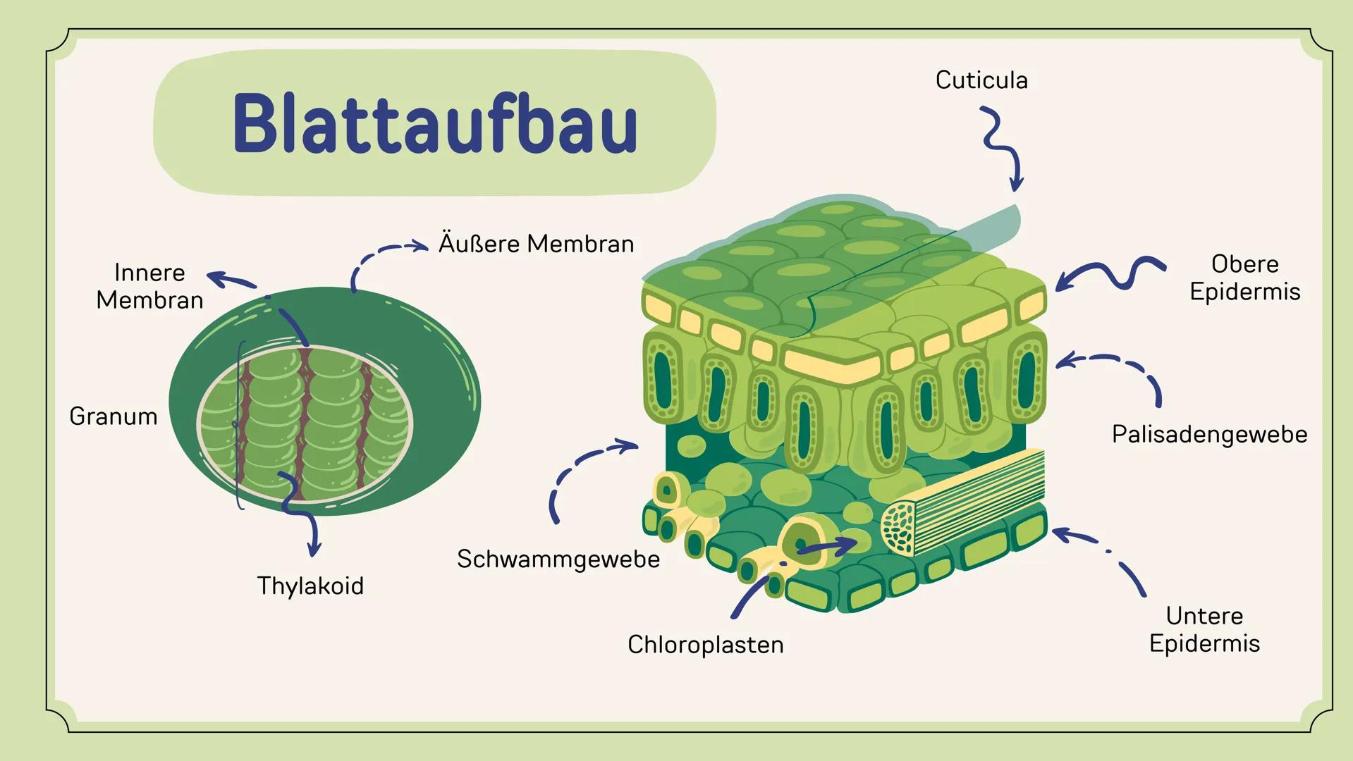 Der aufbauende und abbauende Stoffwechsel
STOFFWECHSEL-
PHYSIOLOGIE
Oxygen
(02)
Carbon
Dioxide
(CO2) # Agenda
01
Stoffwechsel
02
Stofftran