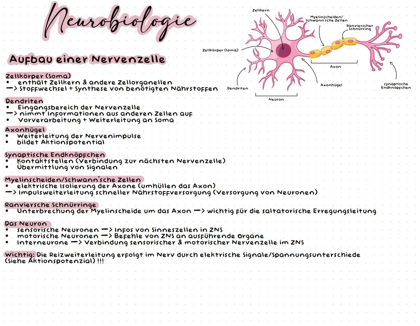 Neurobiologie --- OCR Start ---
Neurobiologic
Aufbau einer Nervenzelle
Zellkörper (Soma)
Zellkörper (Soma)
enthält Zellkern & andere Zellorg
