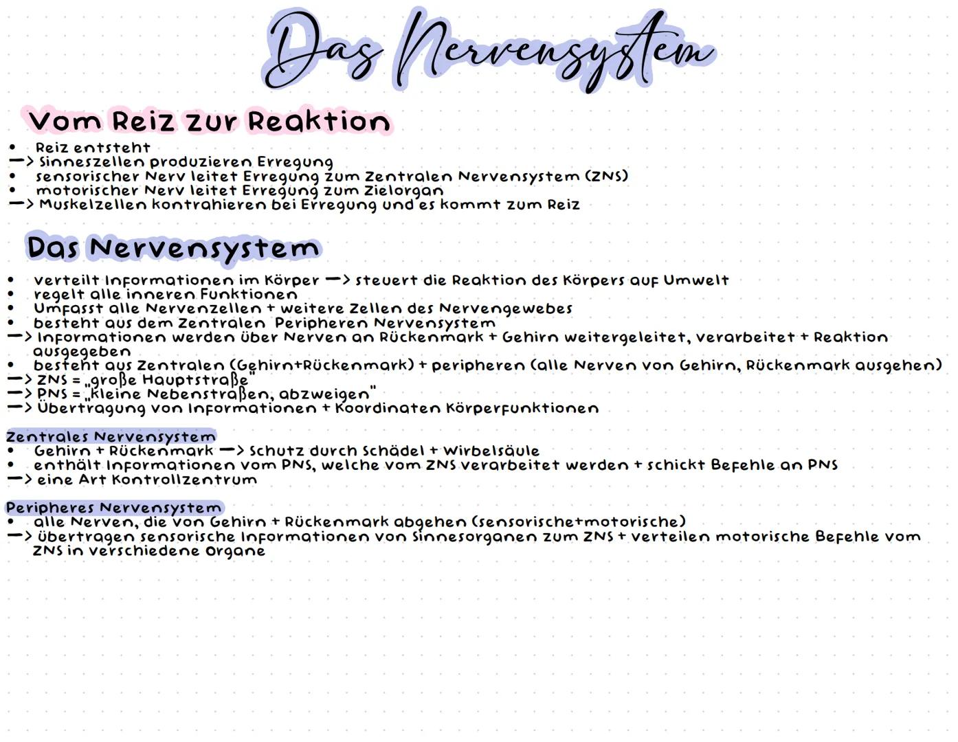 Neurobiologie --- OCR Start ---
Neurobiologic
Aufbau einer Nervenzelle
Zellkörper (Soma)
Zellkörper (Soma)
enthält Zellkern & andere Zellorg