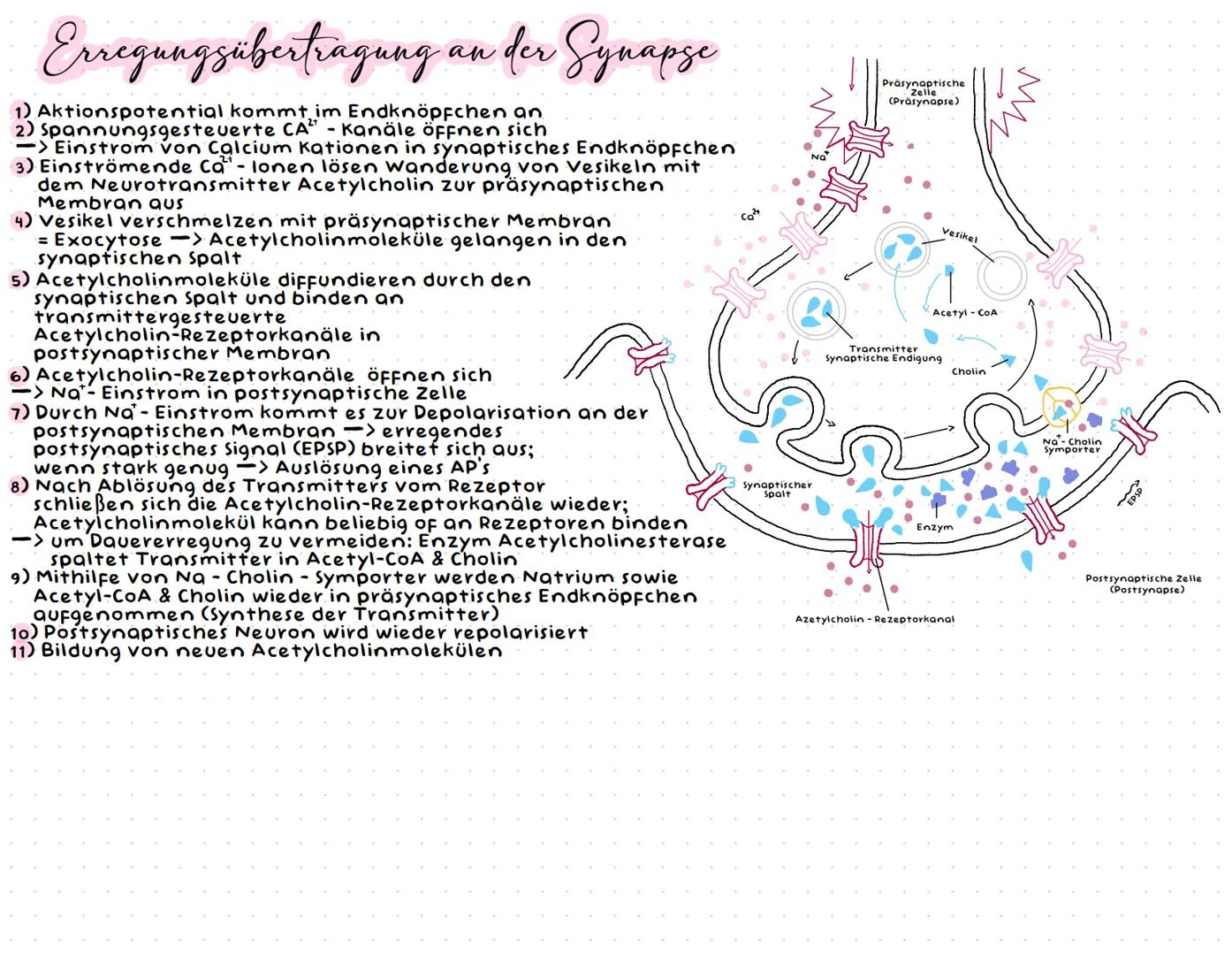 Neurobiologie --- OCR Start ---
Neurobiologic
Aufbau einer Nervenzelle
Zellkörper (Soma)
Zellkörper (Soma)
enthält Zellkern & andere Zellorg