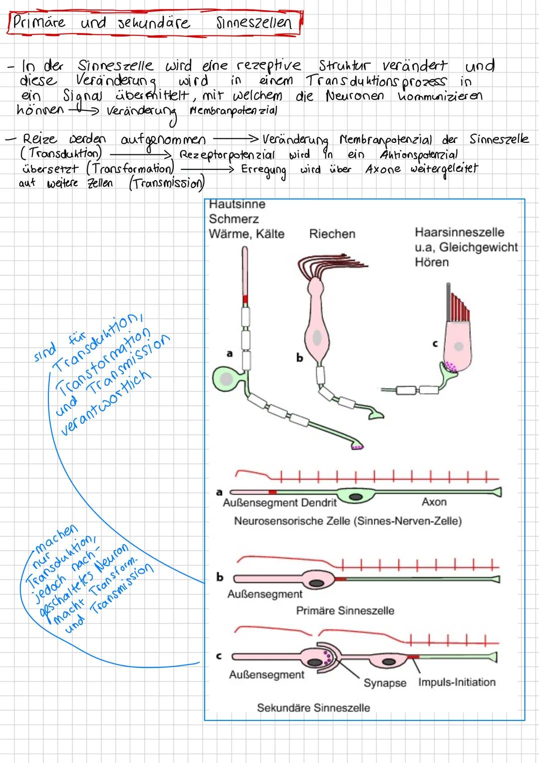 # Neurobiologie # Inhaltsverzeichnis
*   Nervensystem Aufbau
*   Bau und Funktion von Nervenzellen
*   Biomembran
*   Bioelektrizität
*   R