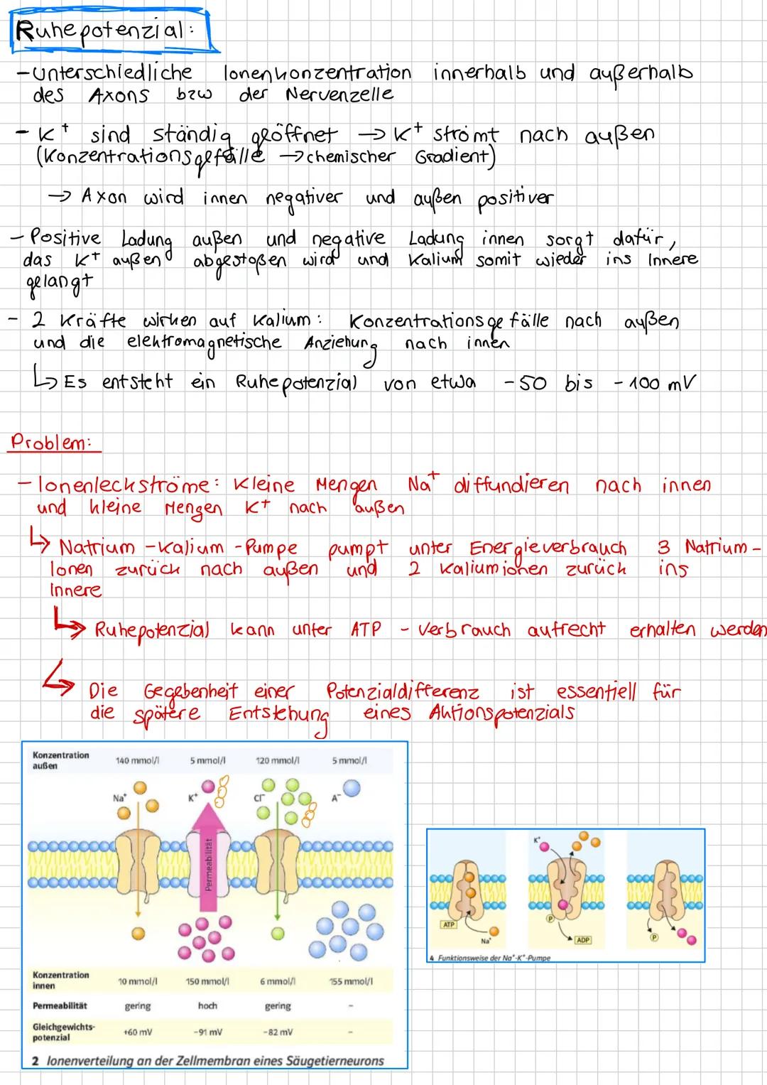 # Neurobiologie # Inhaltsverzeichnis
*   Nervensystem Aufbau
*   Bau und Funktion von Nervenzellen
*   Biomembran
*   Bioelektrizität
*   R