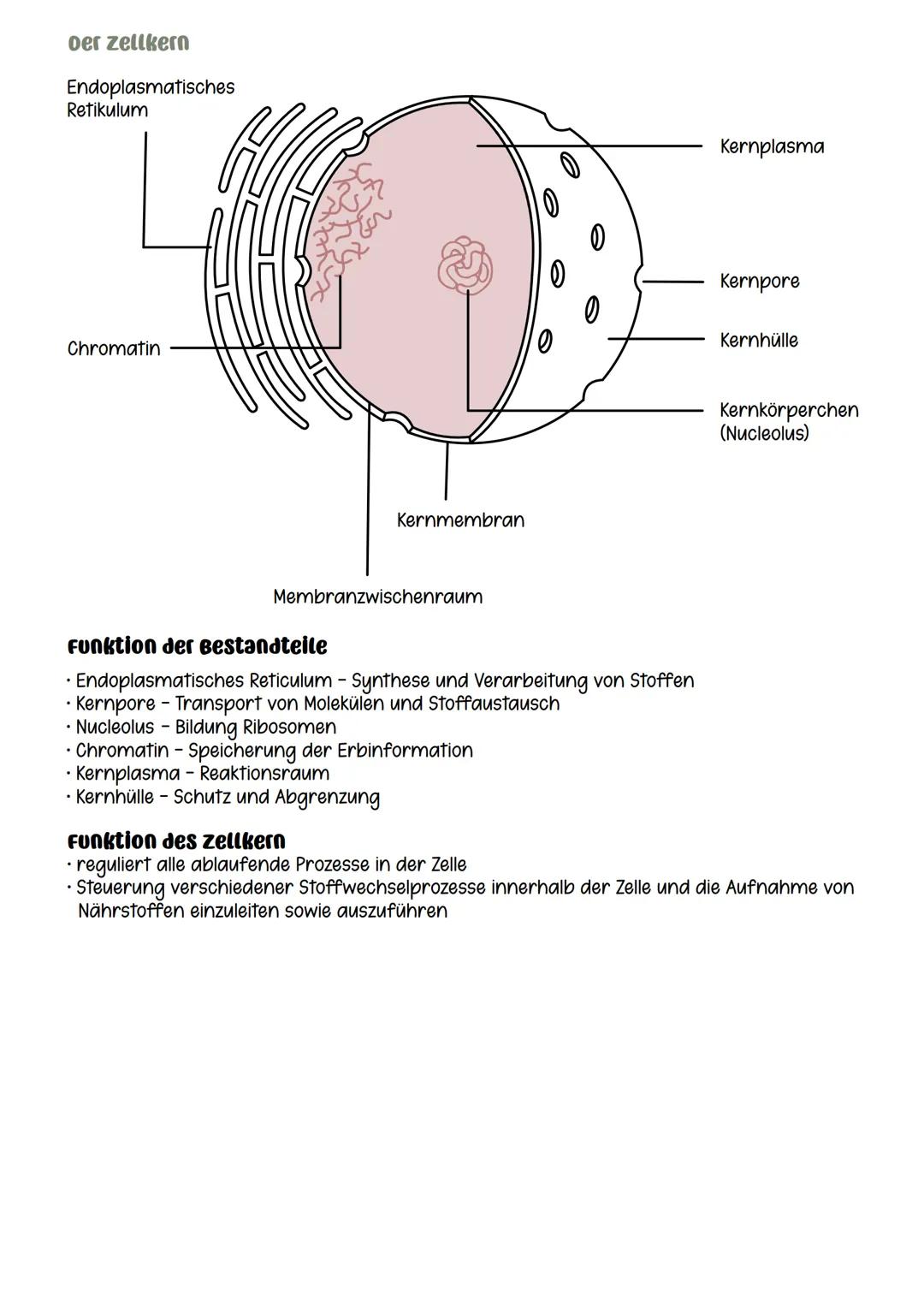 # oer zellkern
Endoplasmatisches
Retikulum
Chromatin
Kernmembran
0
の
Kernplasma
Kernpore
Kernhülle
Kernkörperchen
(Nucleolus)
Membr