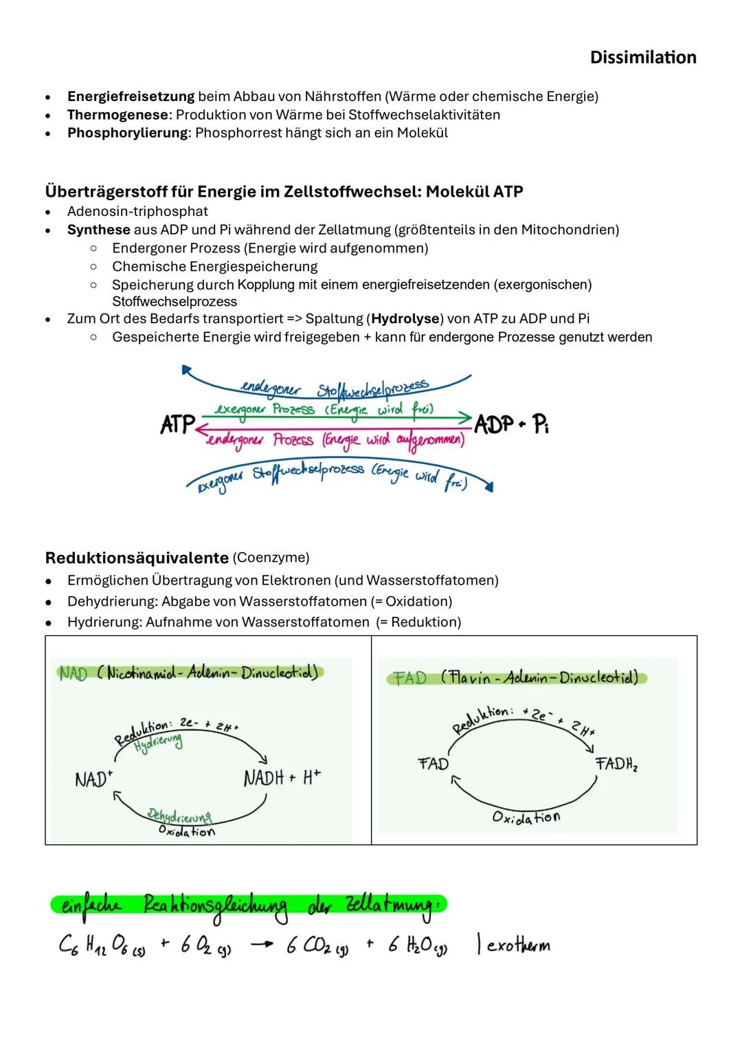 Dissimilation
- Energiefreisetzung beim Abbau von Nährstoffen (Wärme oder chemische Energie)
- Thermogenese: Produktion von Wärme bei Stoff