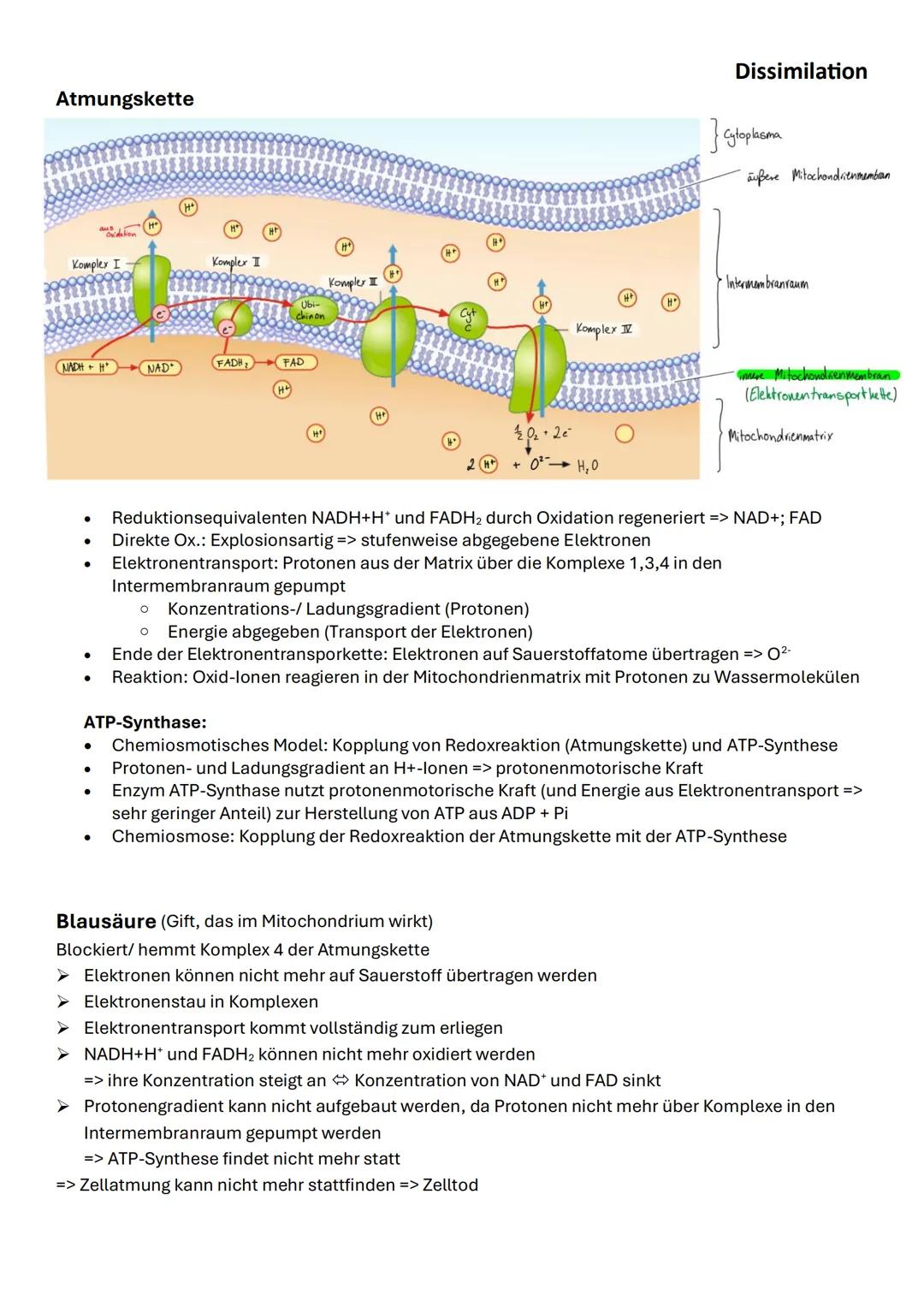 Dissimilation
- Energiefreisetzung beim Abbau von Nährstoffen (Wärme oder chemische Energie)
- Thermogenese: Produktion von Wärme bei Stoff