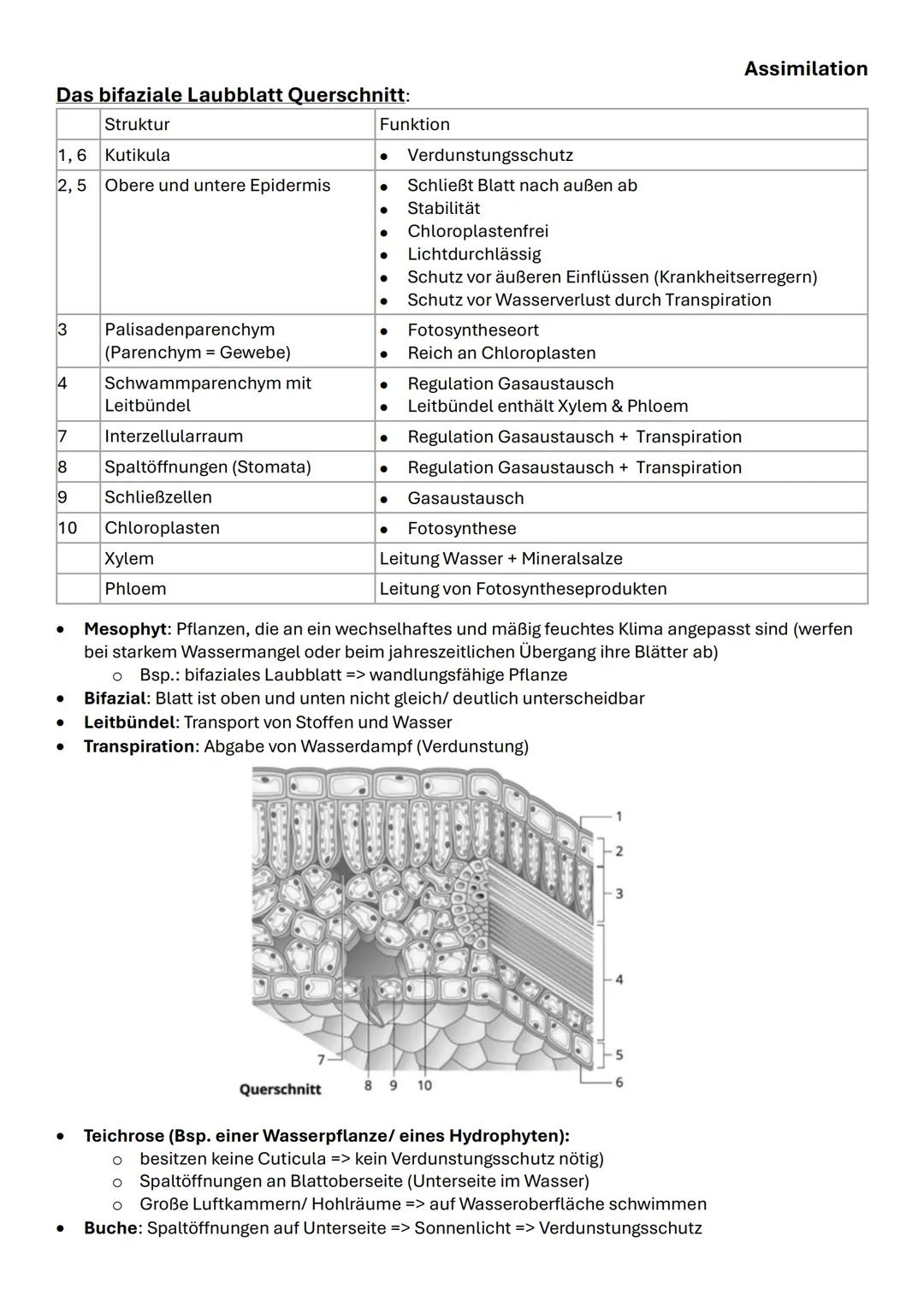 Assimilation
Das bifaziale Laubblatt Querschnitt:
| Struktur | Funktion |
|---|---|
| 1,6 Kutikula | Verdunstungsschutz |
| 2,5 Obere und u