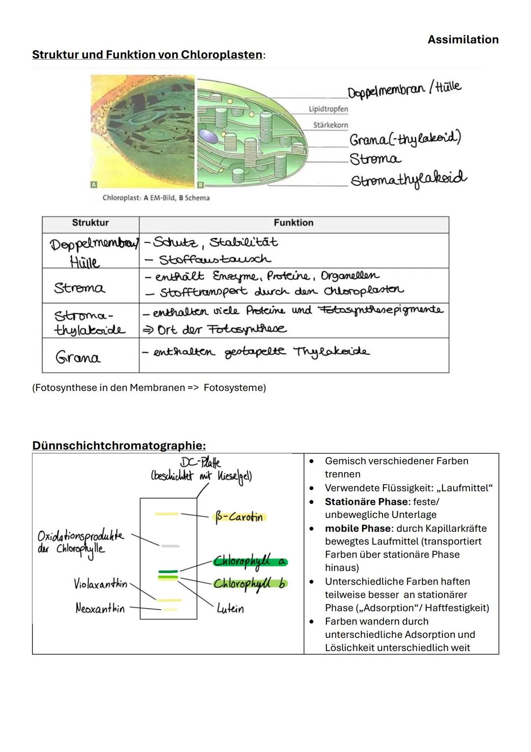 Assimilation
Das bifaziale Laubblatt Querschnitt:
| Struktur | Funktion |
|---|---|
| 1,6 Kutikula | Verdunstungsschutz |
| 2,5 Obere und u