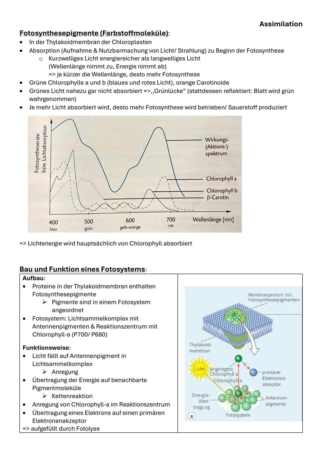 Assimilation
Das bifaziale Laubblatt Querschnitt:
| Struktur | Funktion |
|---|---|
| 1,6 Kutikula | Verdunstungsschutz |
| 2,5 Obere und u