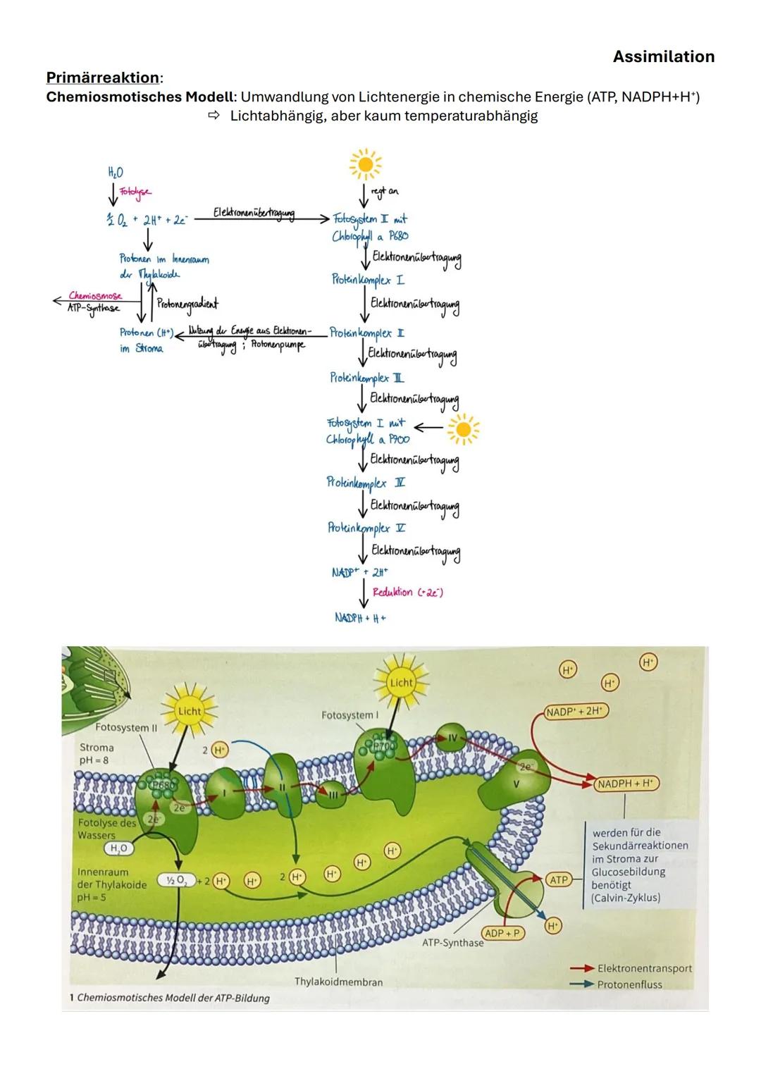 Assimilation
Das bifaziale Laubblatt Querschnitt:
| Struktur | Funktion |
|---|---|
| 1,6 Kutikula | Verdunstungsschutz |
| 2,5 Obere und u