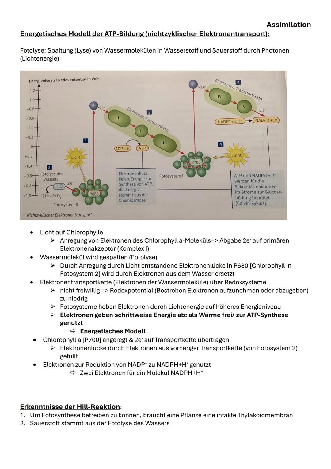 Assimilation
Das bifaziale Laubblatt Querschnitt:
| Struktur | Funktion |
|---|---|
| 1,6 Kutikula | Verdunstungsschutz |
| 2,5 Obere und u