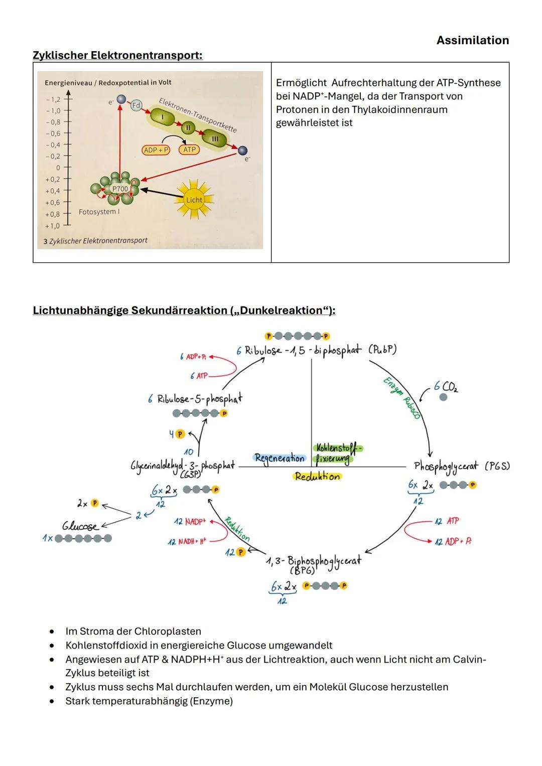 Assimilation
Das bifaziale Laubblatt Querschnitt:
| Struktur | Funktion |
|---|---|
| 1,6 Kutikula | Verdunstungsschutz |
| 2,5 Obere und u