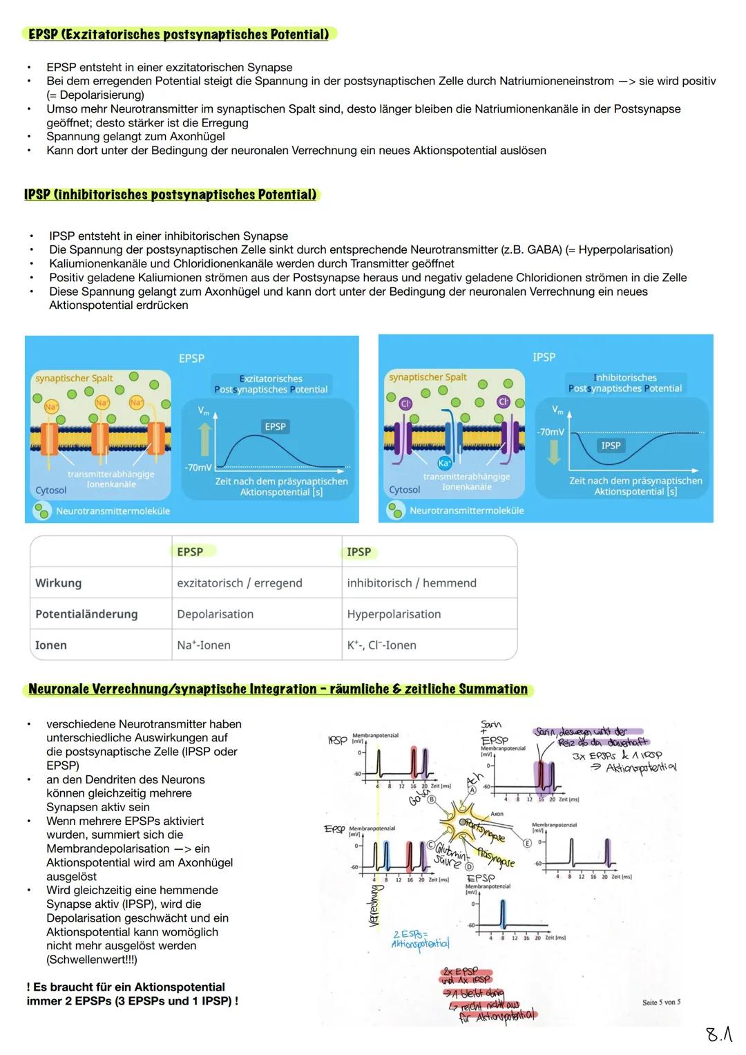--- OCR Start ---
Bau der Nervenzelle
Q3.1 Neurobiologie
Dendrit
Neuron Aufbau
Soma
Axonhügel
Zellkern
Axon
Myelinscheide
Schwannsche Zelle