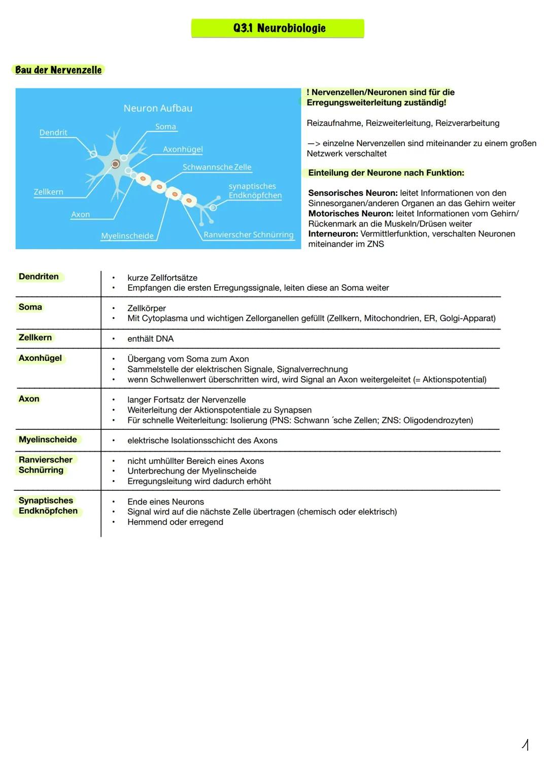 --- OCR Start ---
Bau der Nervenzelle
Q3.1 Neurobiologie
Dendrit
Neuron Aufbau
Soma
Axonhügel
Zellkern
Axon
Myelinscheide
Schwannsche Zelle