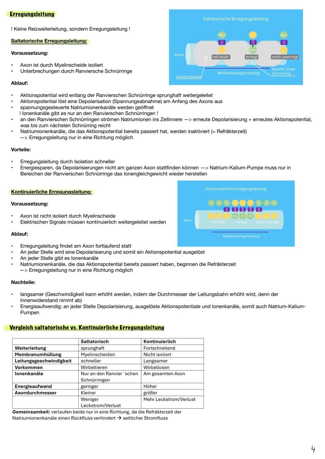--- OCR Start ---
Bau der Nervenzelle
Q3.1 Neurobiologie
Dendrit
Neuron Aufbau
Soma
Axonhügel
Zellkern
Axon
Myelinscheide
Schwannsche Zelle