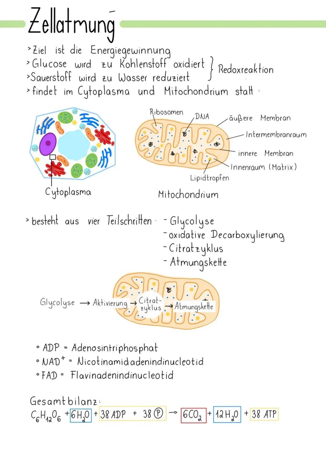 --- OCR Start ---
Glossar
ATP: Adenintriphosphat, universelle Energieträger in
denzellen - Enthält 3 Phosphatreste, zucker, 1
Adenin: Energ