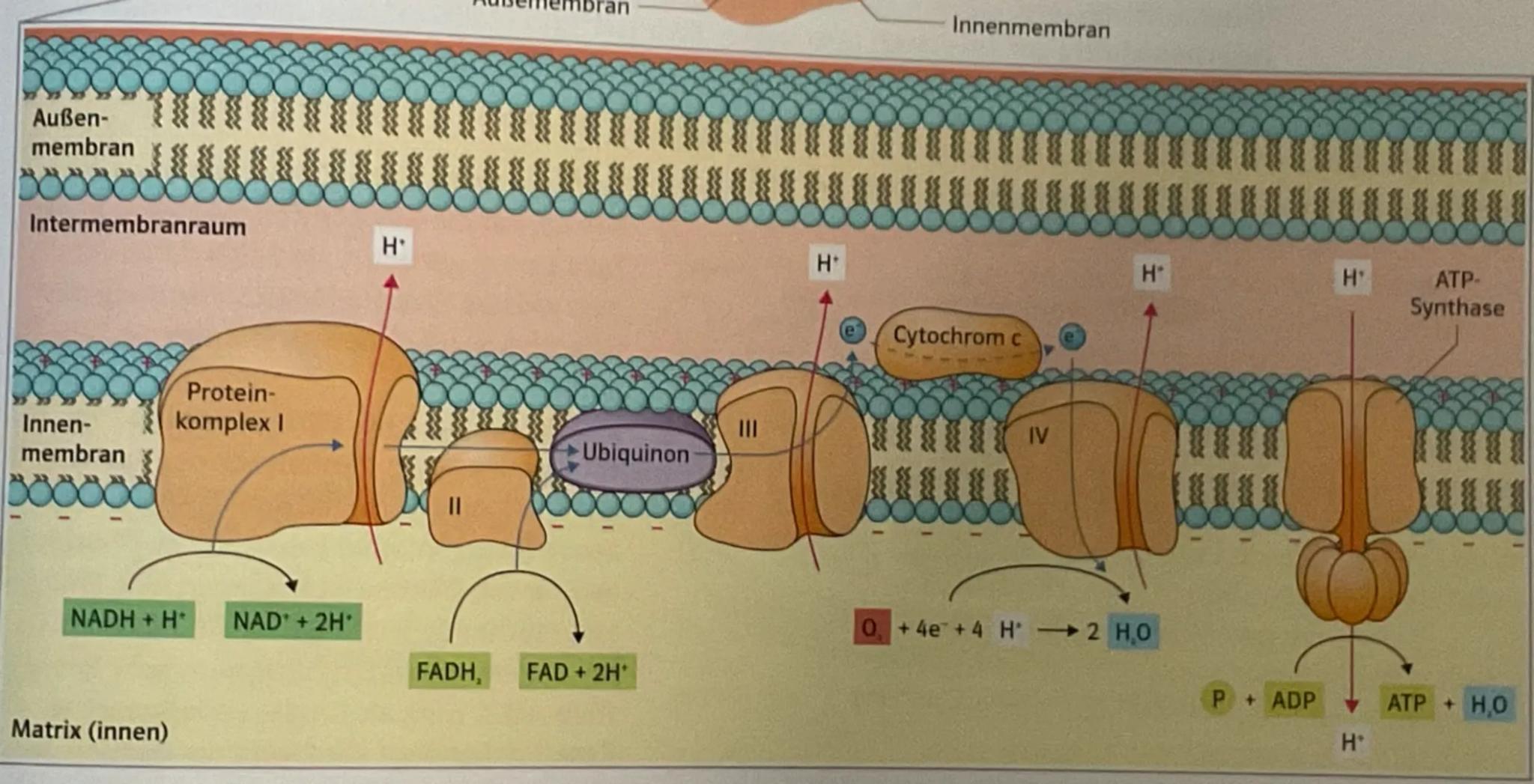 --- OCR Start ---
Glossar
ATP: Adenintriphosphat, universelle Energieträger in
denzellen - Enthält 3 Phosphatreste, zucker, 1
Adenin: Energ