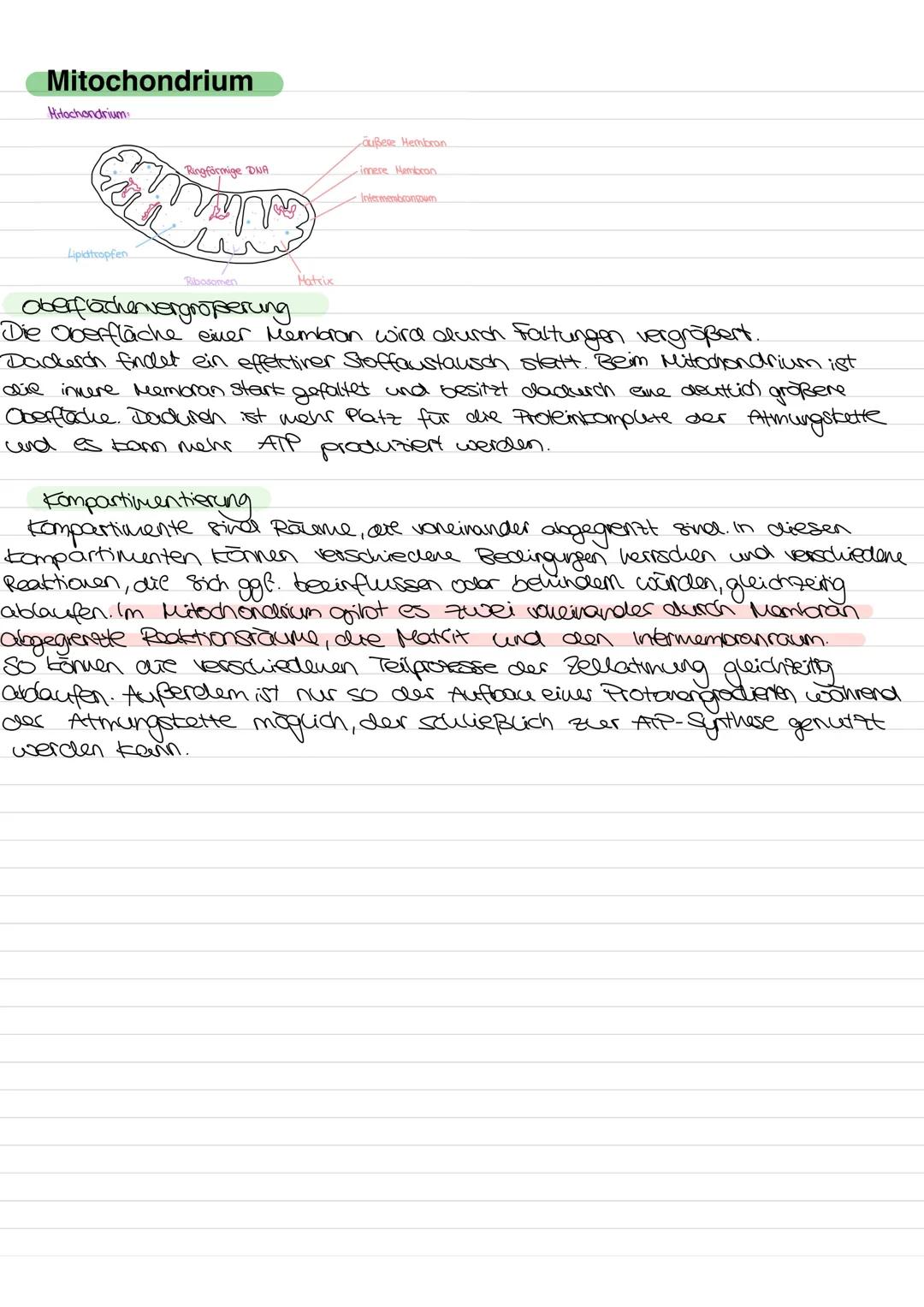 --- OCR Start ---
Glossar
ATP: Adenintriphosphat, universelle Energieträger in
denzellen - Enthält 3 Phosphatreste, zucker, 1
Adenin: Energ