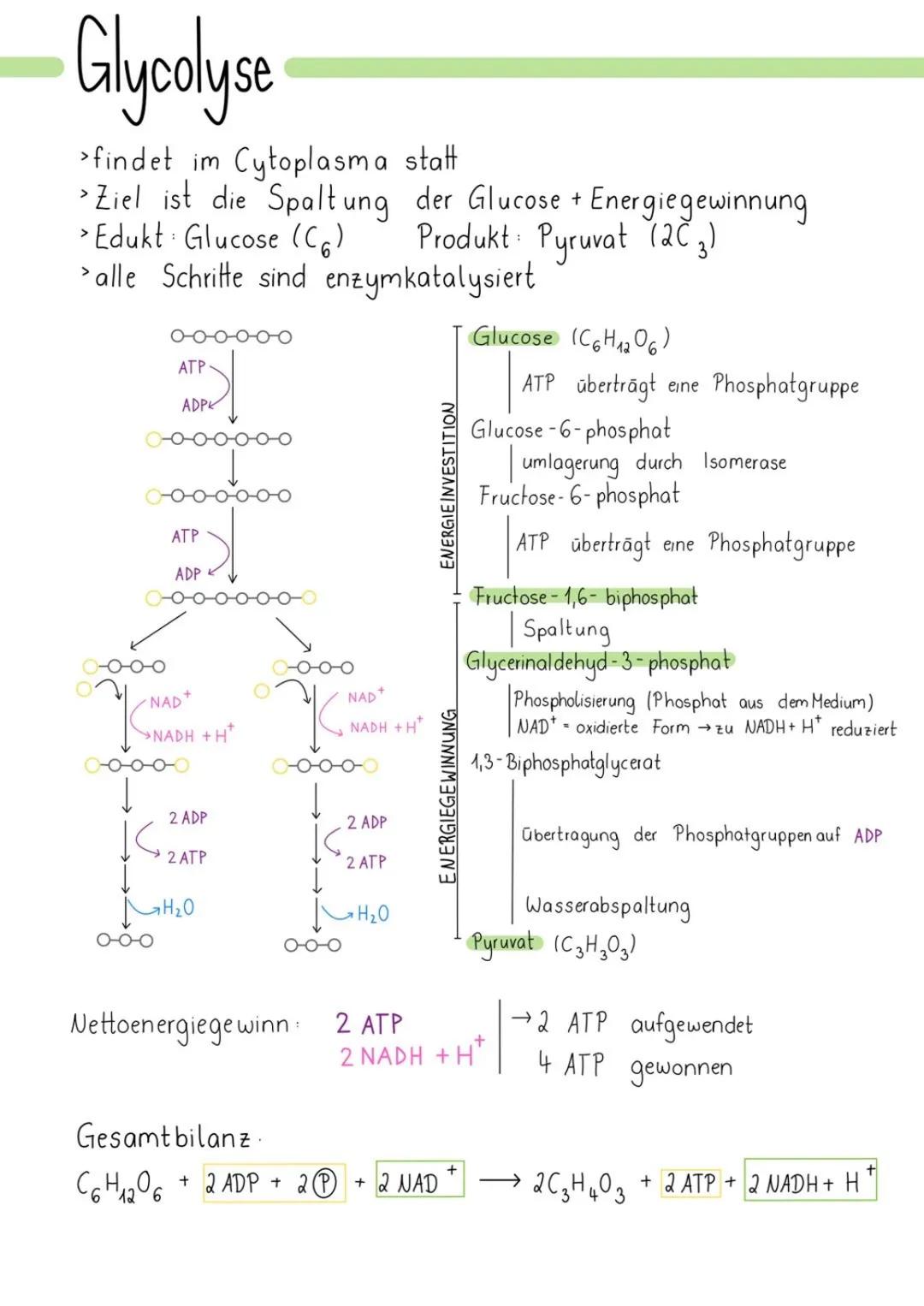 --- OCR Start ---
Glossar
ATP: Adenintriphosphat, universelle Energieträger in
denzellen - Enthält 3 Phosphatreste, zucker, 1
Adenin: Energ