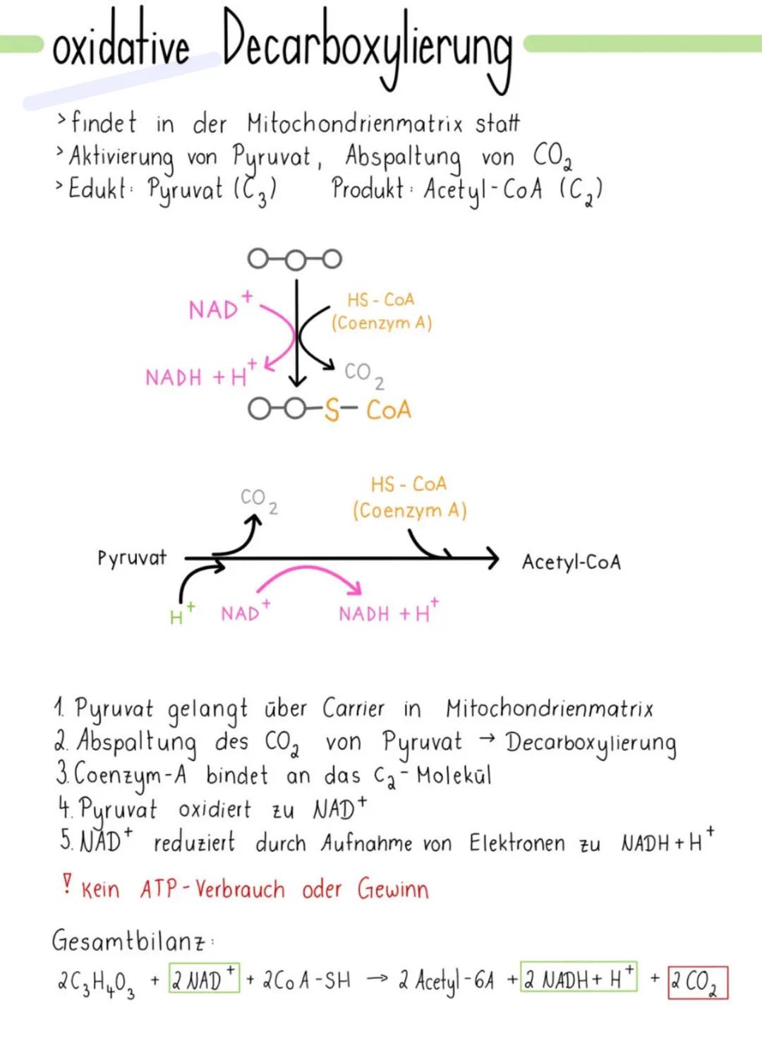 --- OCR Start ---
Glossar
ATP: Adenintriphosphat, universelle Energieträger in
denzellen - Enthält 3 Phosphatreste, zucker, 1
Adenin: Energ