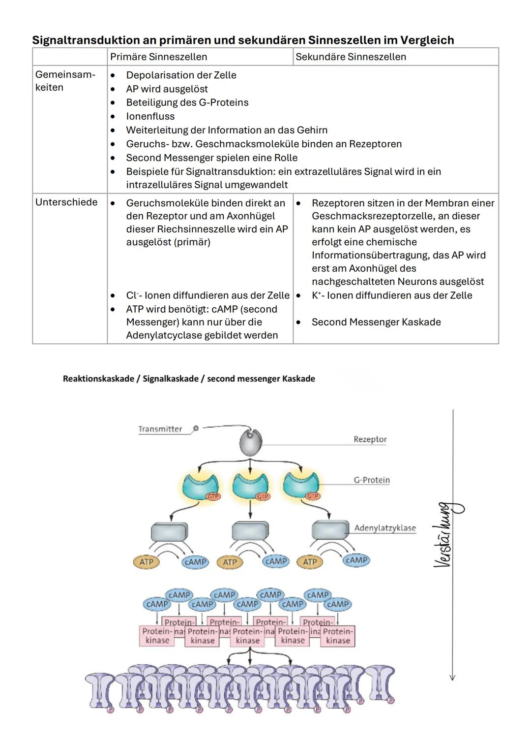 # Signaltransduktion
* Primäre Sinneszelle:
* Nehmen über Zellkörper & Cilien Reize auf (ähneln vom Aufbau Neuronen)
* Transd
