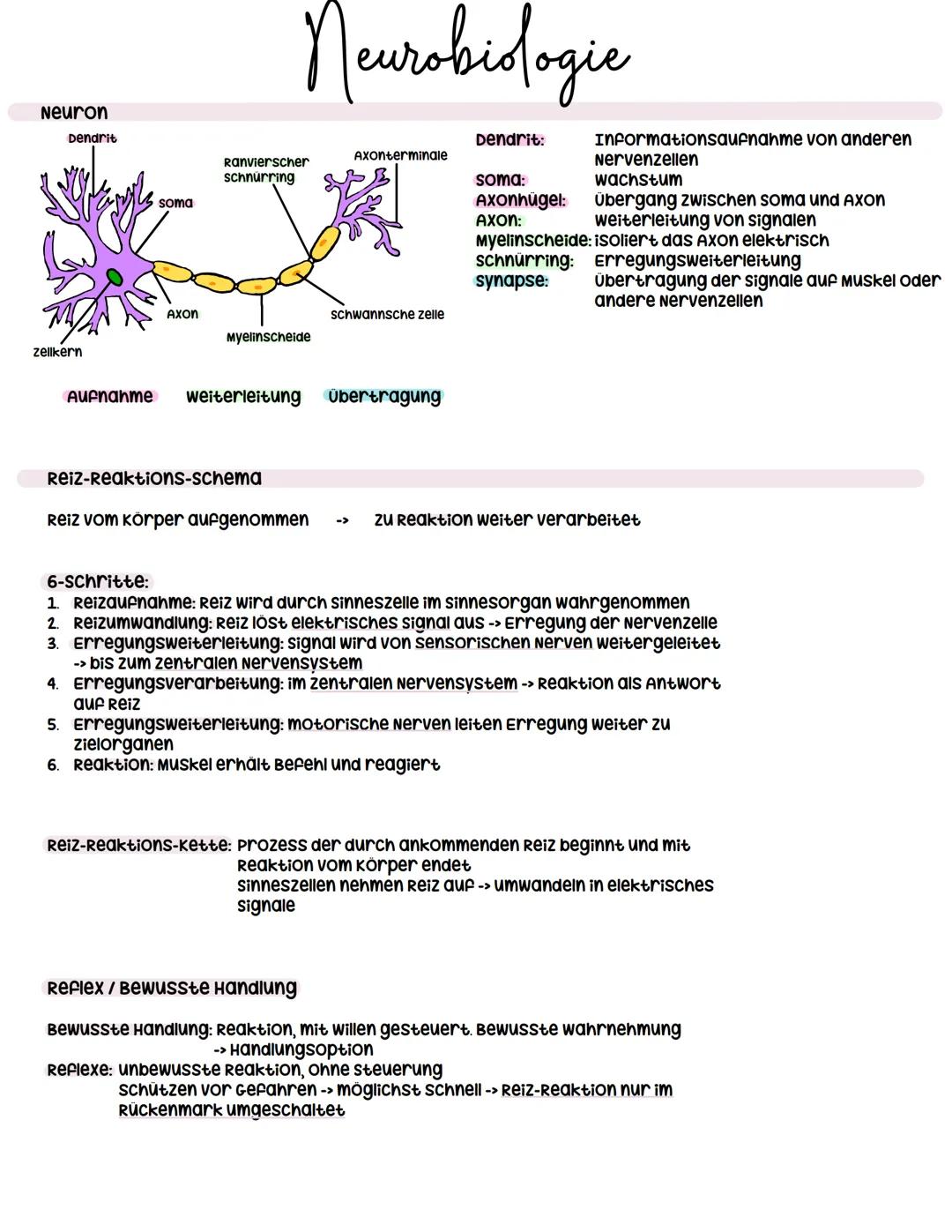 Neurobiologie NRW Biologie Gk 2025