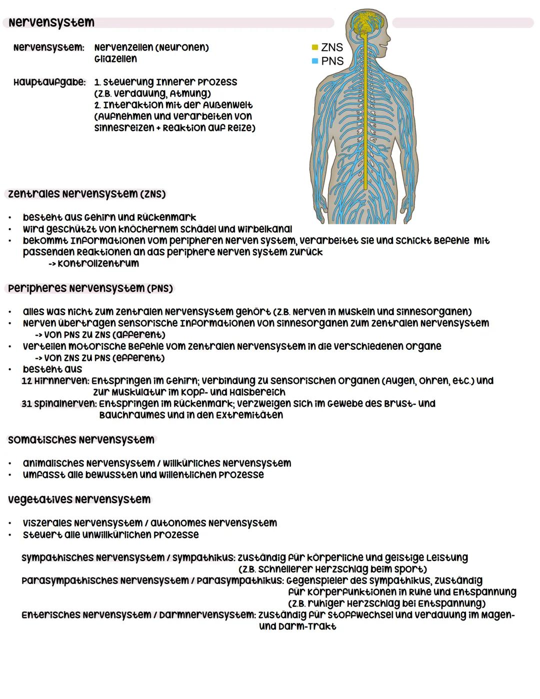 --- OCR Start ---
Neuron
Dendrit
zellkern
Neurobiologie
Dendrit:
Informationsaufnahme von anderen Nervenzellen
soma:
wachstum
Axonhügel:
Üüb