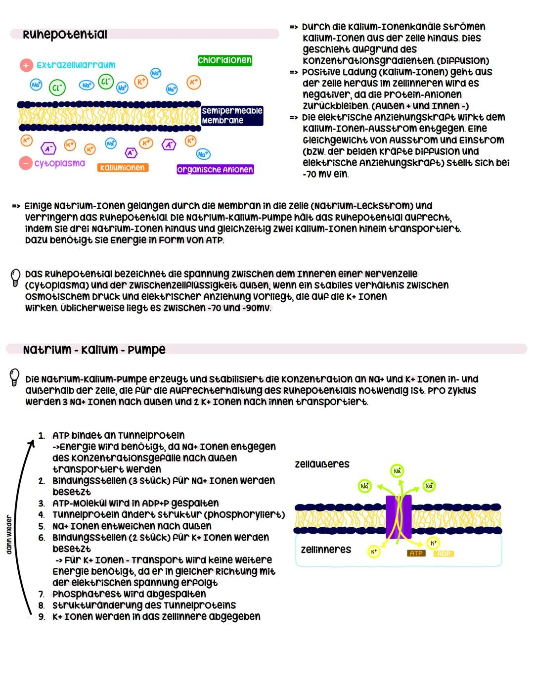 --- OCR Start ---
Neuron
Dendrit
zellkern
Neurobiologie
Dendrit:
Informationsaufnahme von anderen Nervenzellen
soma:
wachstum
Axonhügel:
Üüb