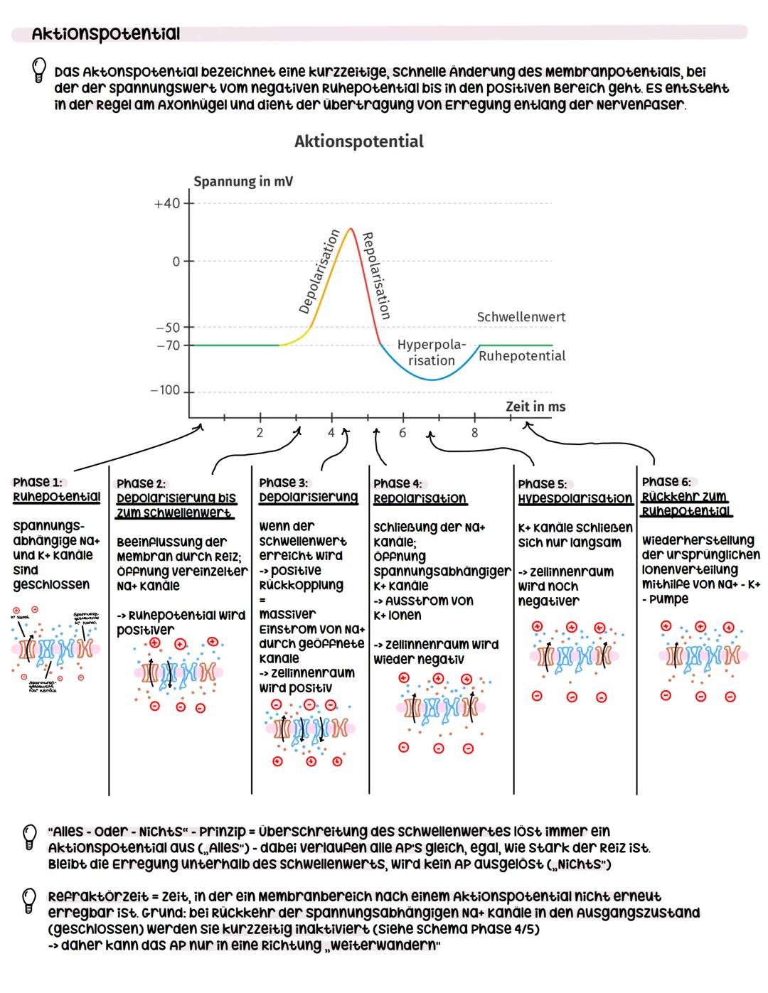 --- OCR Start ---
Neuron
Dendrit
zellkern
Neurobiologie
Dendrit:
Informationsaufnahme von anderen Nervenzellen
soma:
wachstum
Axonhügel:
Üüb