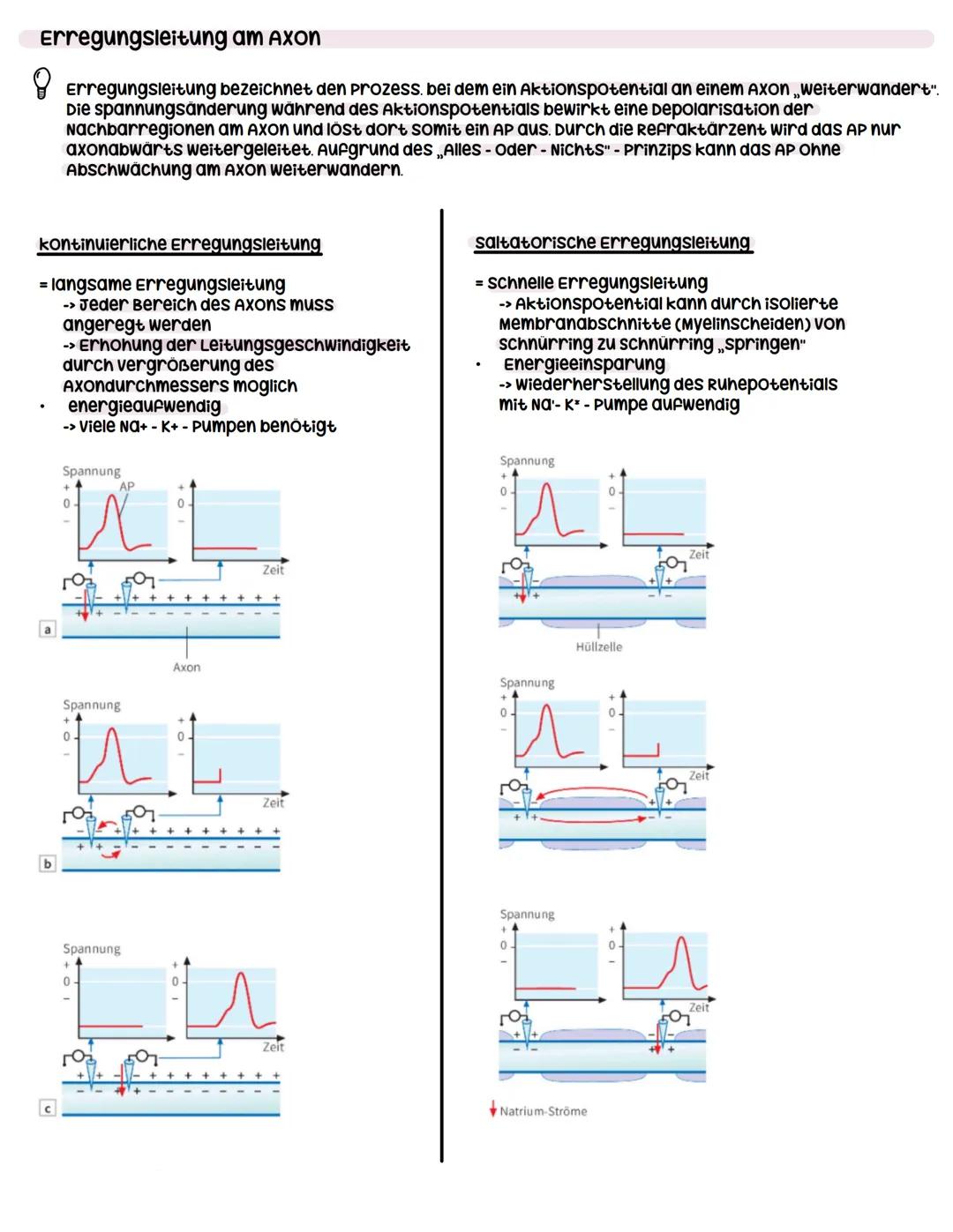 --- OCR Start ---
Neuron
Dendrit
zellkern
Neurobiologie
Dendrit:
Informationsaufnahme von anderen Nervenzellen
soma:
wachstum
Axonhügel:
Üüb