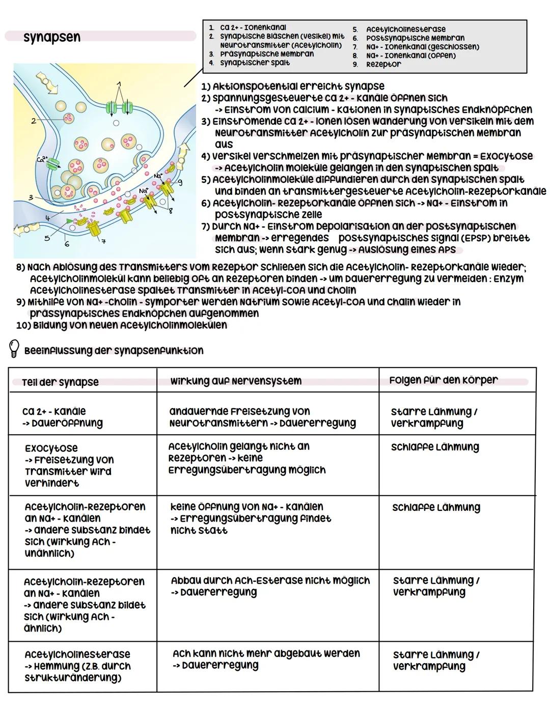 --- OCR Start ---
Neuron
Dendrit
zellkern
Neurobiologie
Dendrit:
Informationsaufnahme von anderen Nervenzellen
soma:
wachstum
Axonhügel:
Üüb