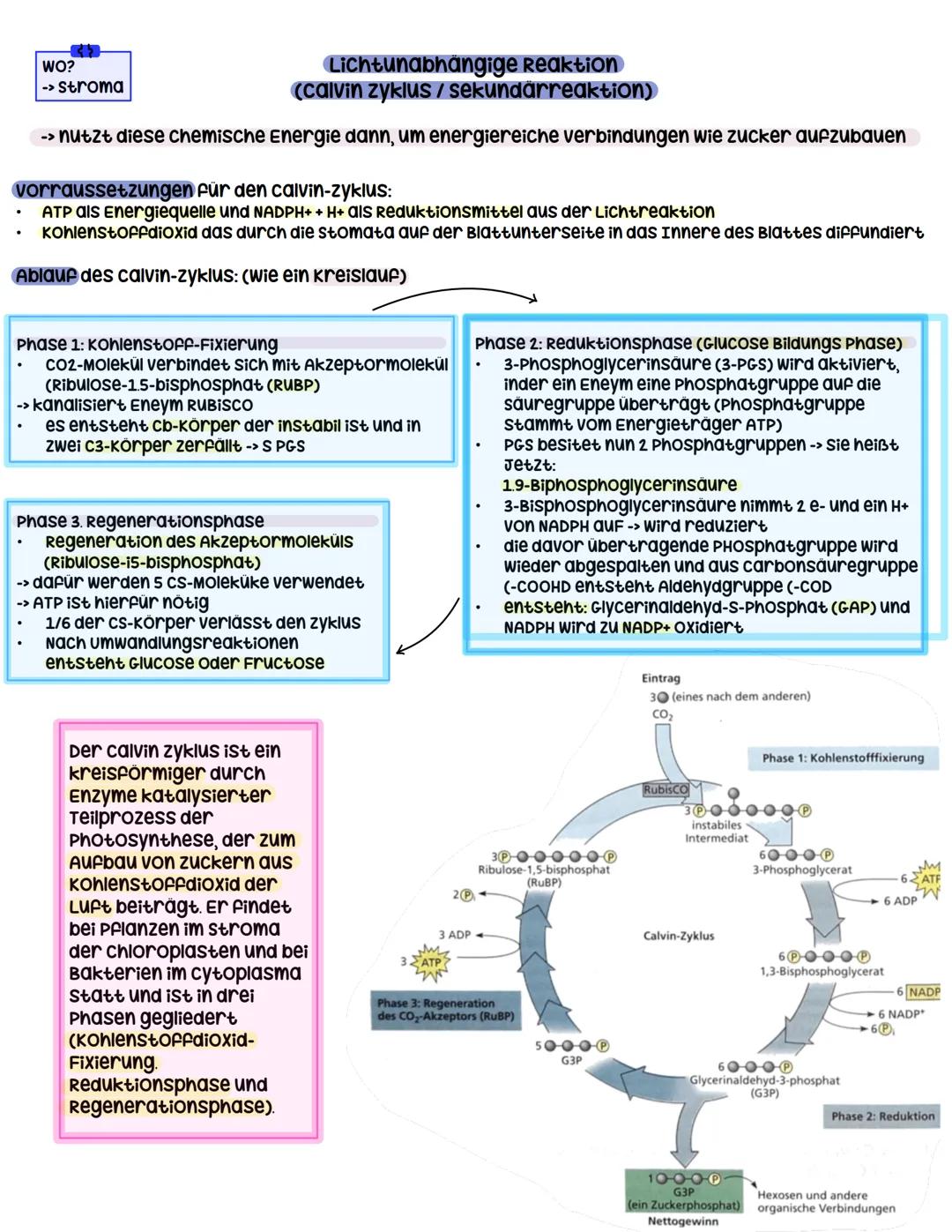 --- OCR Start ---
Stoffwechselphysiologie
Assimilation durch Fotosynthese
umwandlung von Licht in
chemisch gebundene
Energie
↓
Primärprozess